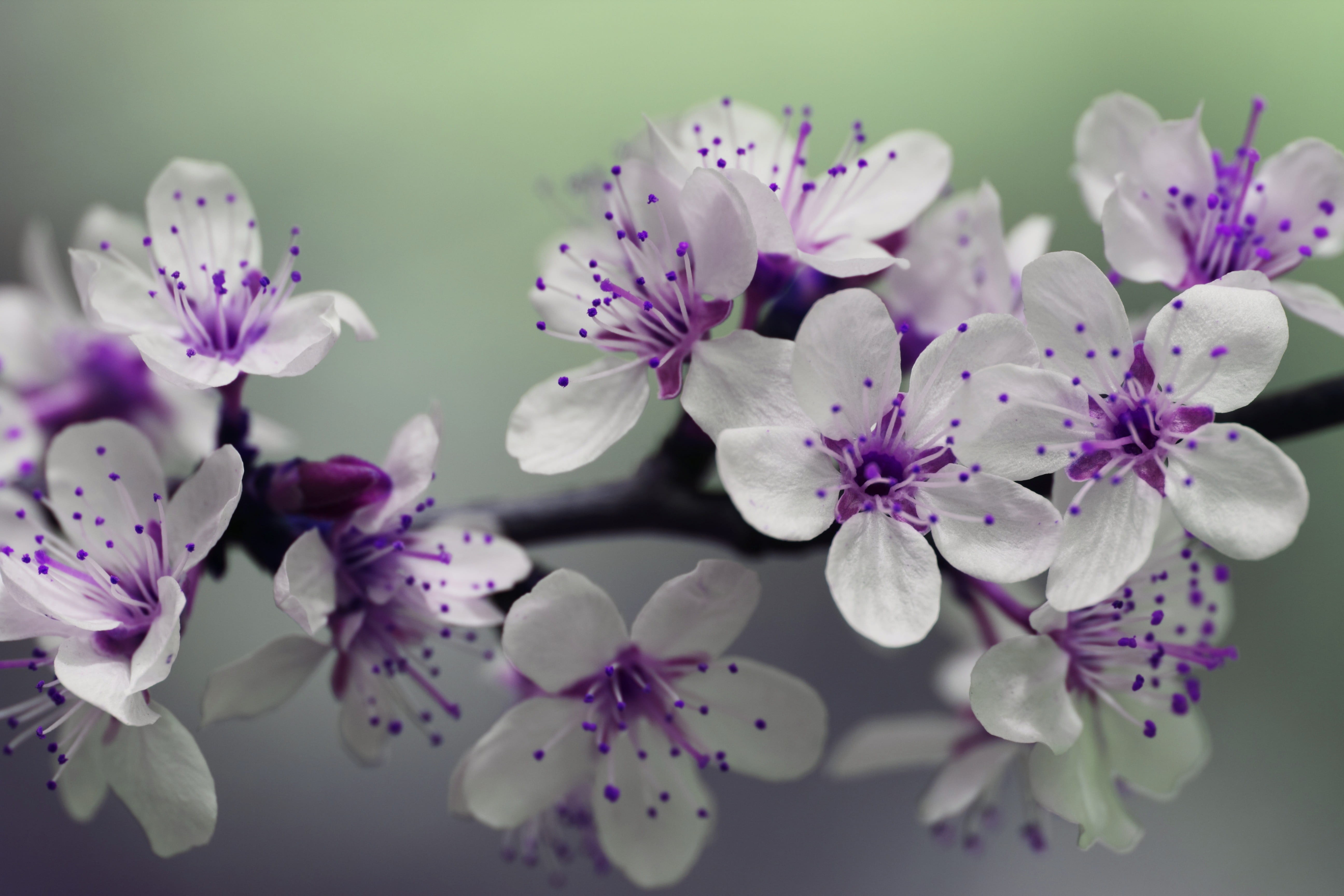 white, pollen, beauty in nature, photography, colourful, bunch of flowers, pretty, spring, blur, blossoms, focus, flower, close-up, flower arrangement, HD Wallpaper