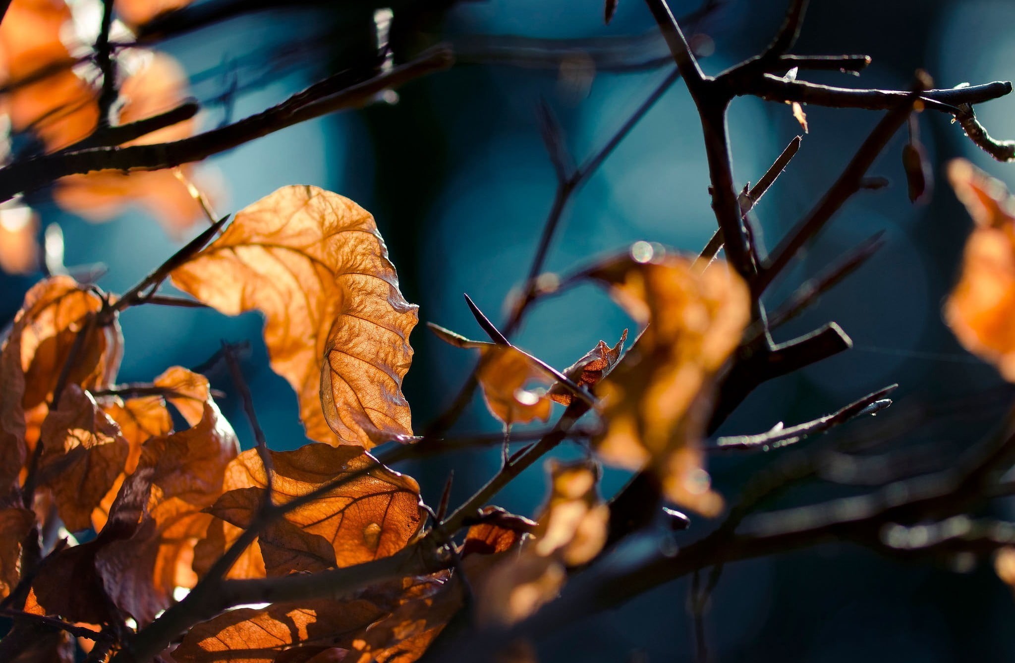 change, depth of field, brown, multi Colored, branch, close-up, nature, leaf, twig, color Image, sky, bright, bush, dried, dry, autumn, october, outdoors, HD Wallpaper