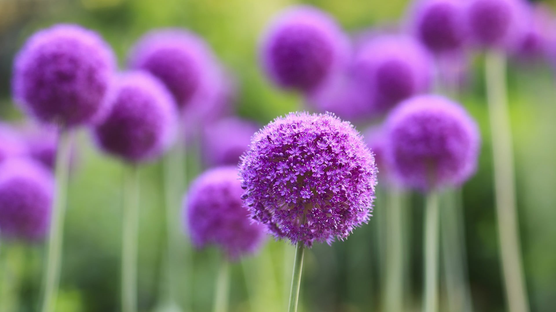 close-up, 1080P, herb, focus on foreground, depth of field, flowerbed, purple, no people, vulnerability, flower, purple flowers, ornamental garden, close, HD Wallpaper