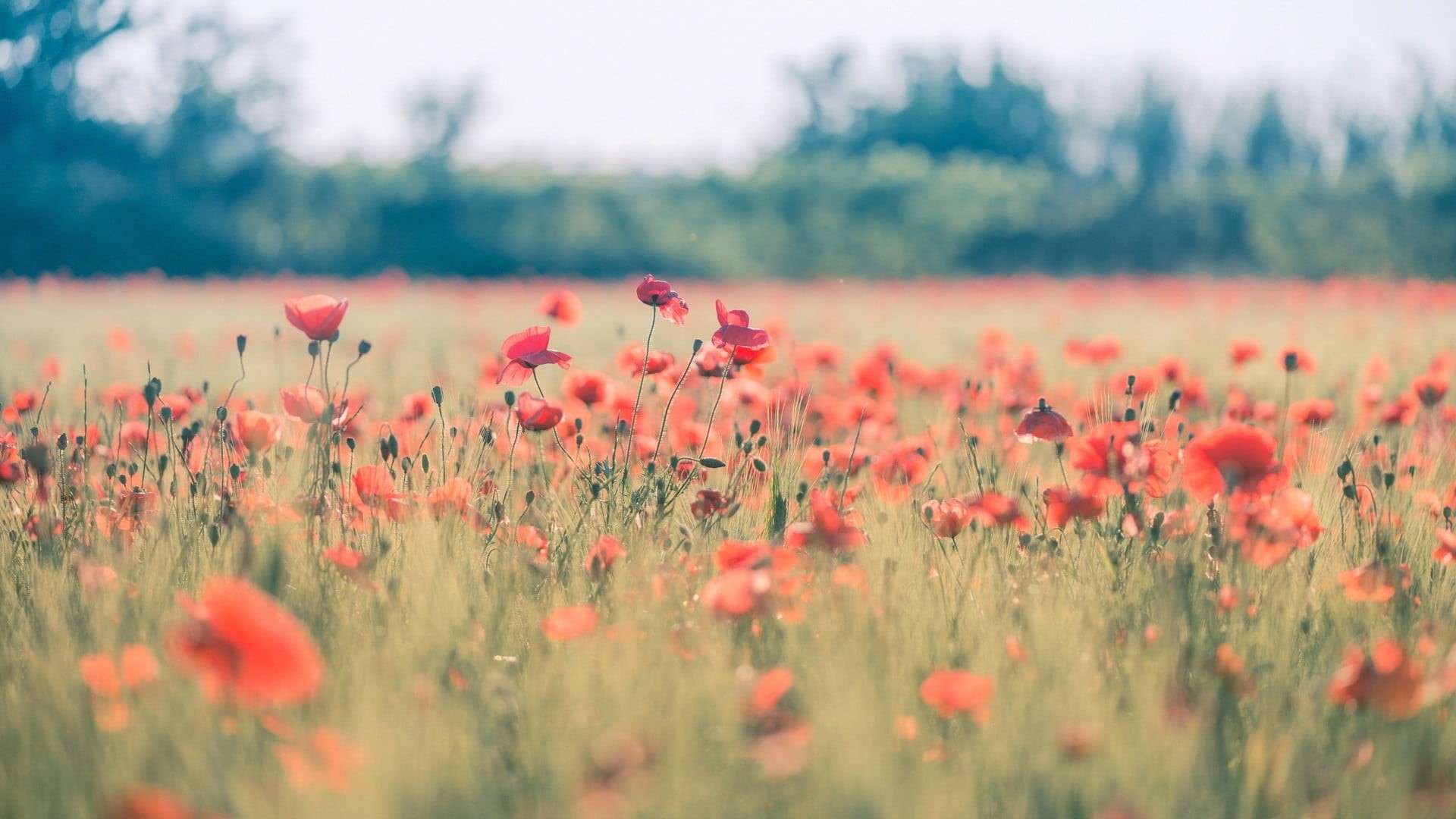 beauty in nature, tranquil scene, red flowers, red, land, flower head, freshness, flowerbed, plant, outdoors, rural scene, tranquility, nature, flower, HD Wallpaper