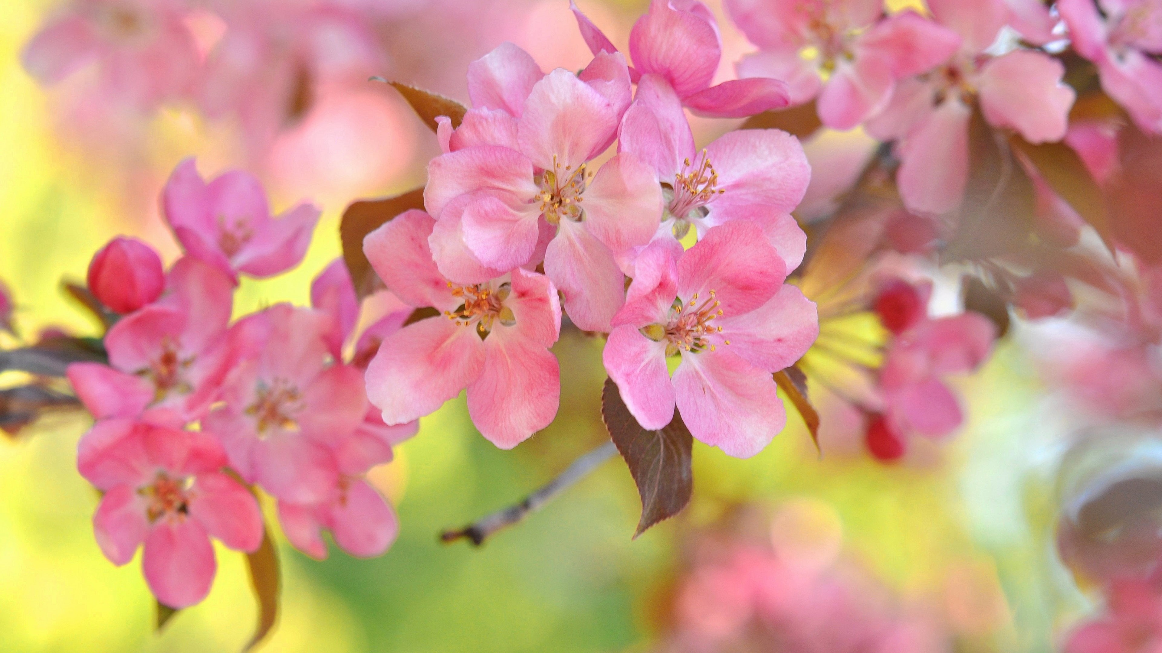 Twigs, Cherry, Spring, Bokeh, Pink, 4K, Flowers, HD Wallpaper