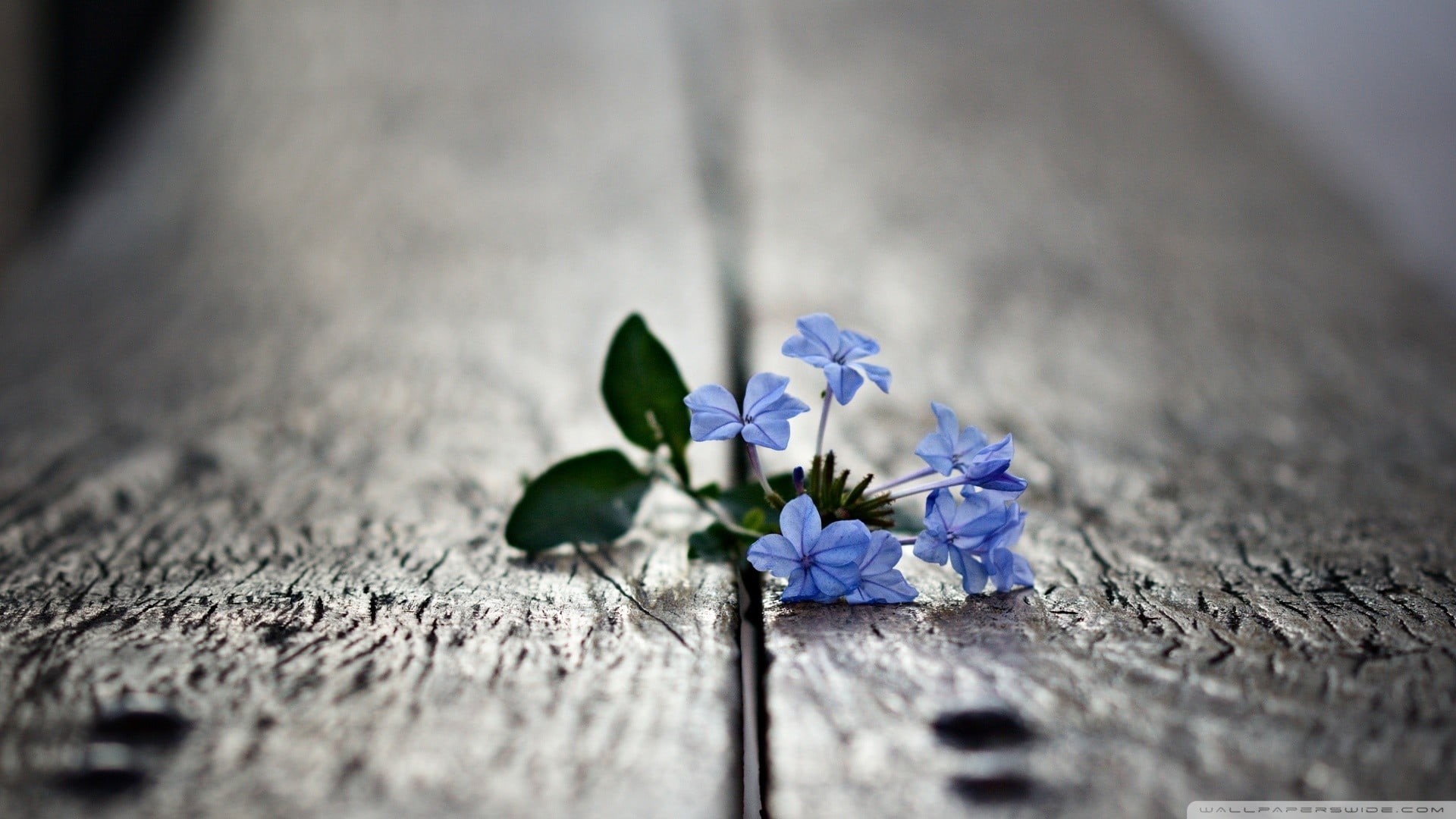 wood - Material, freshness, decoration, single Flower, growth, selective focus, petal, flower Head, inflorescence, close-up, purple, blue, day, blue flowers, HD Wallpaper