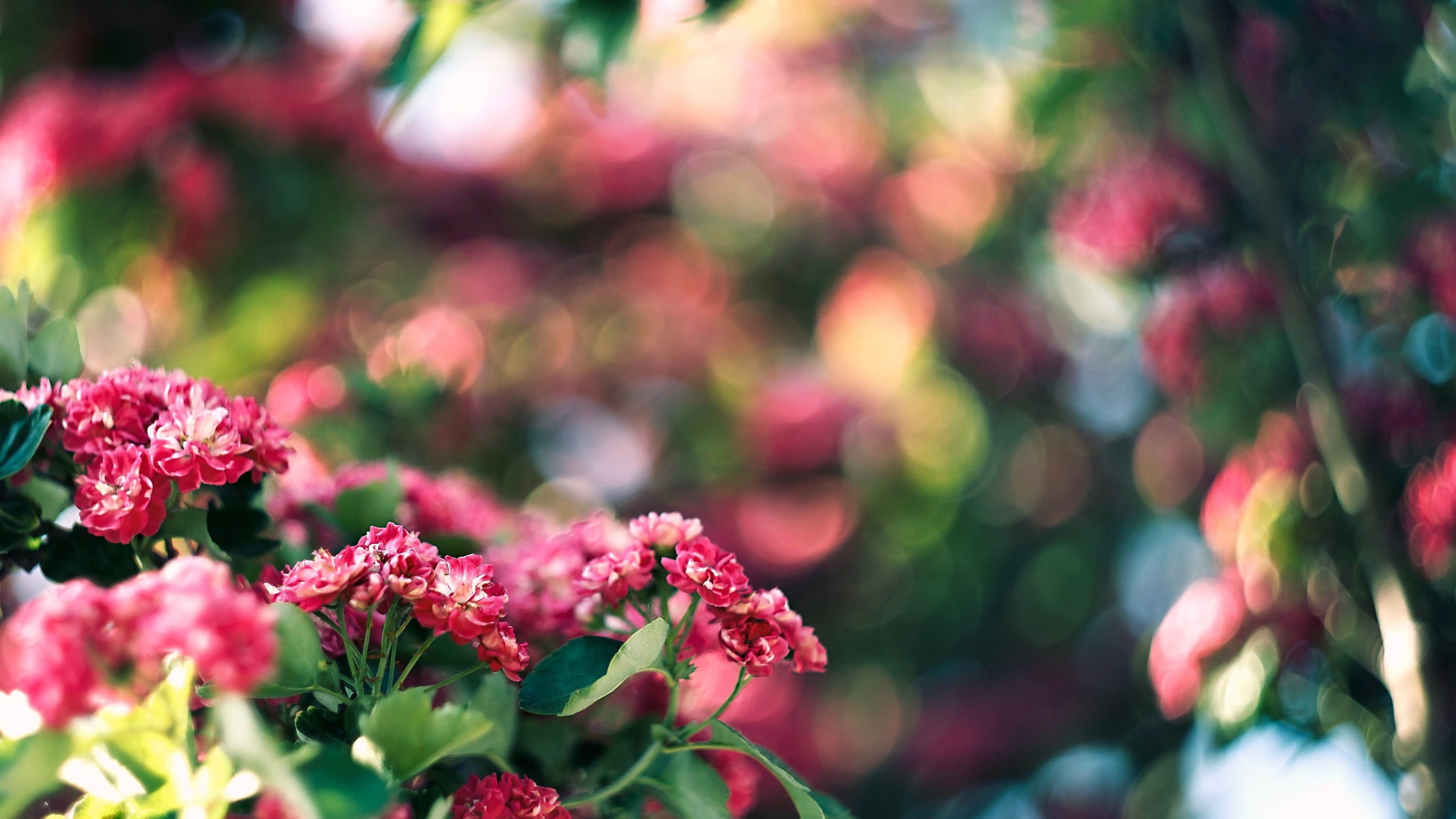 flower, flower head, plants, petaled, springtime, fragility, flowering plant, focus, plant, pink color, pink, outdoors, vulnerability, petal, selective focus, HD Wallpaper