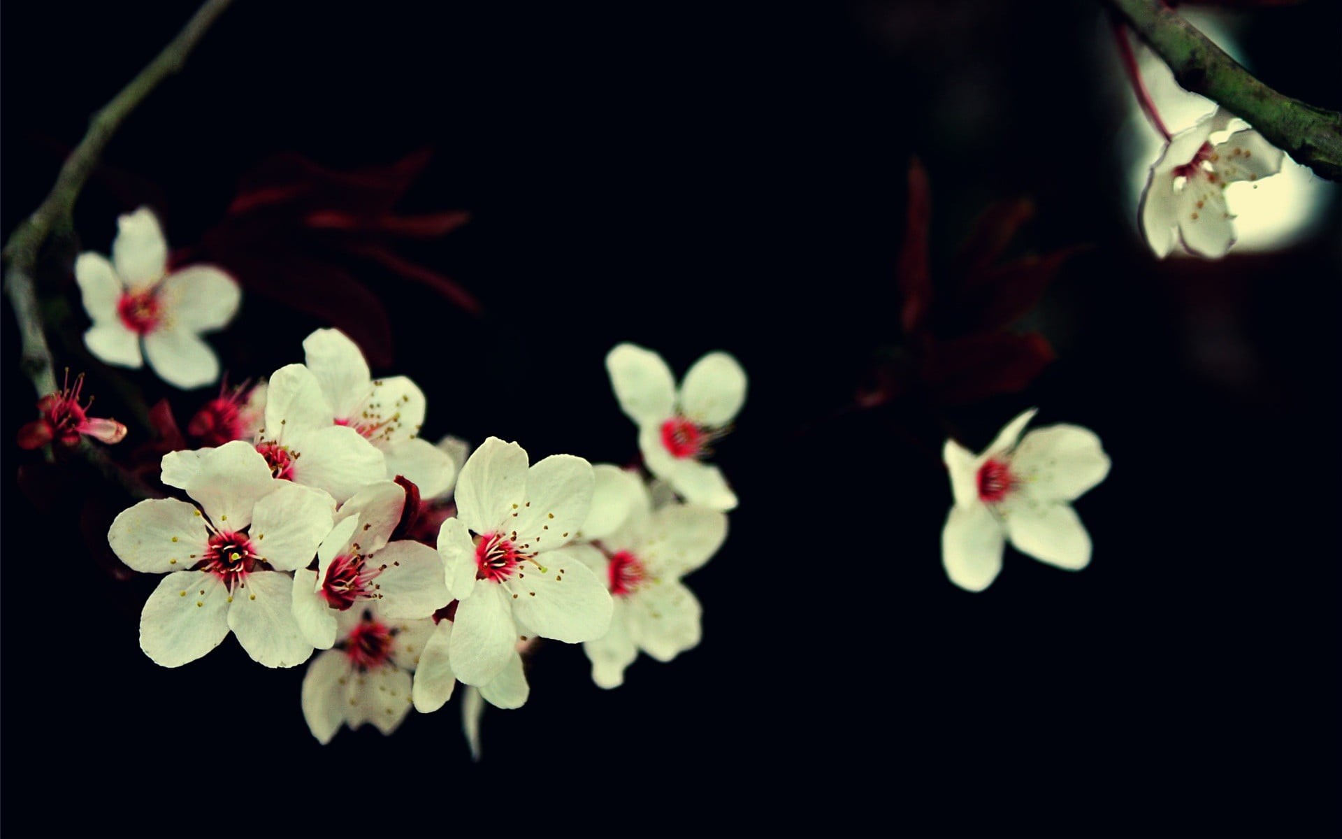 bunch of flowers, freshness, fragility, petaled, bud, macro, black background, cherry Blossom, japan, springtime, flower, leaf, close-up, pollen, single Flower, HD Wallpaper