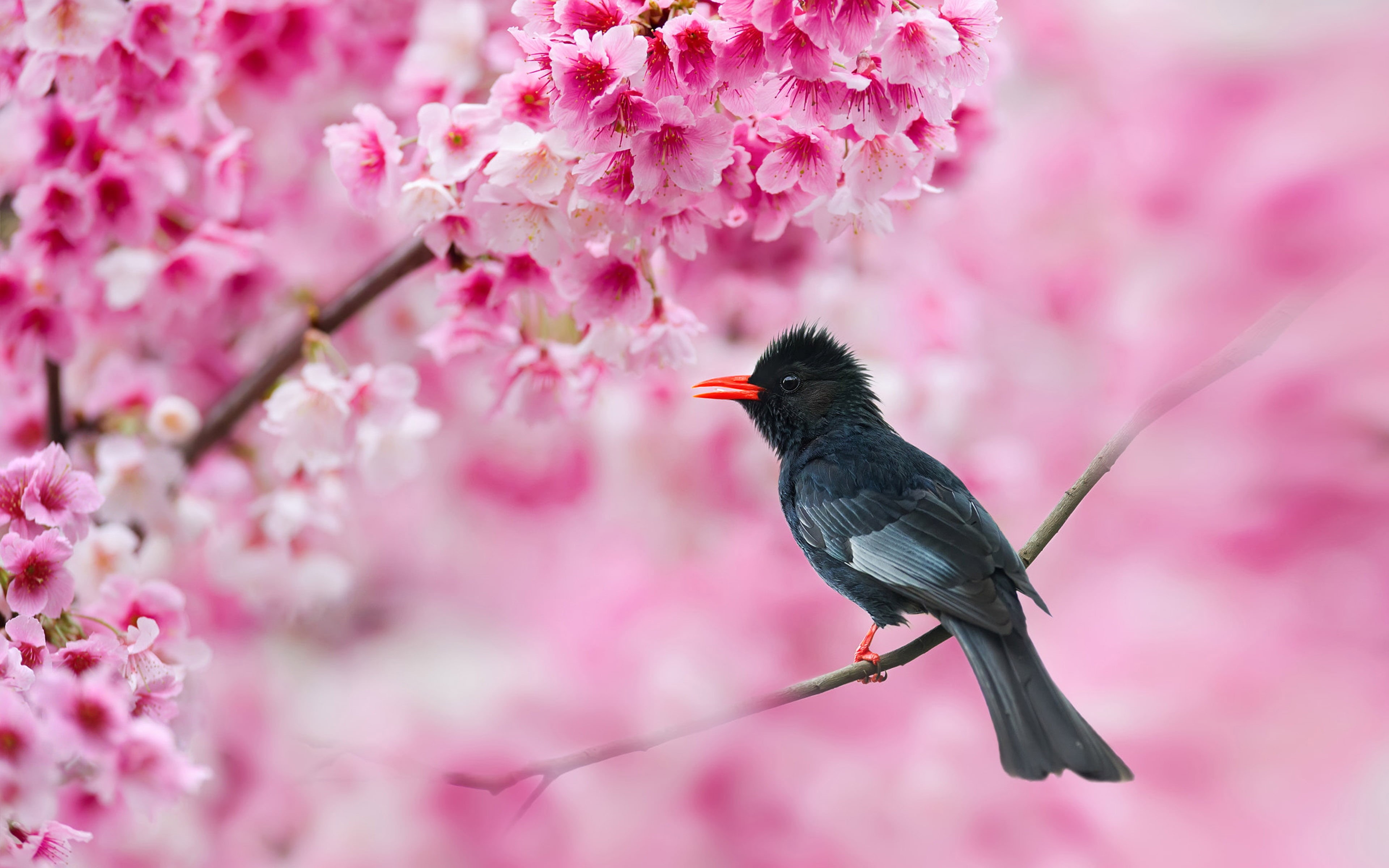 hypsipetes, leucocephalus, one animal, animal themes, flowering plant, black, vertebrate, blossoms, mobile, no people, nature, animal, blackbird, HD Wallpaper