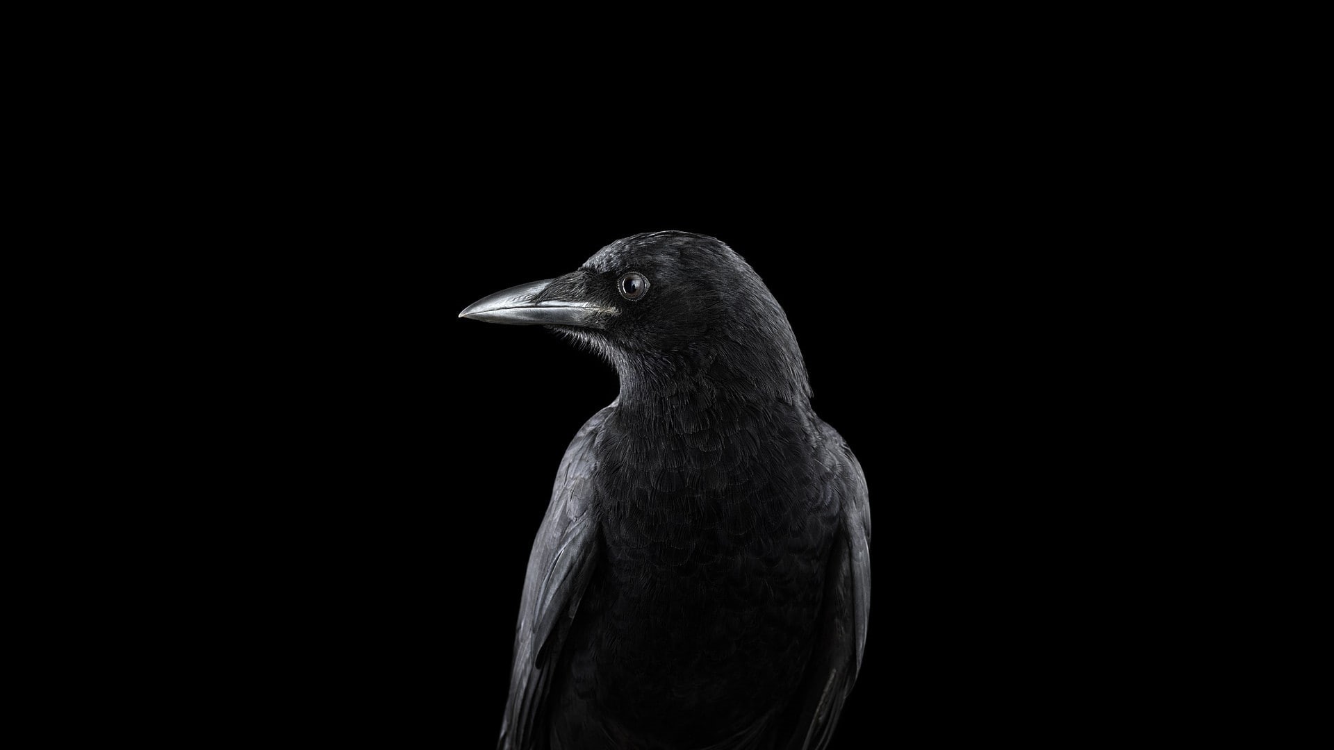 background, 1920x1080, photography, 1080P, simple background, simple, bird, raven, animals, HD Wallpaper