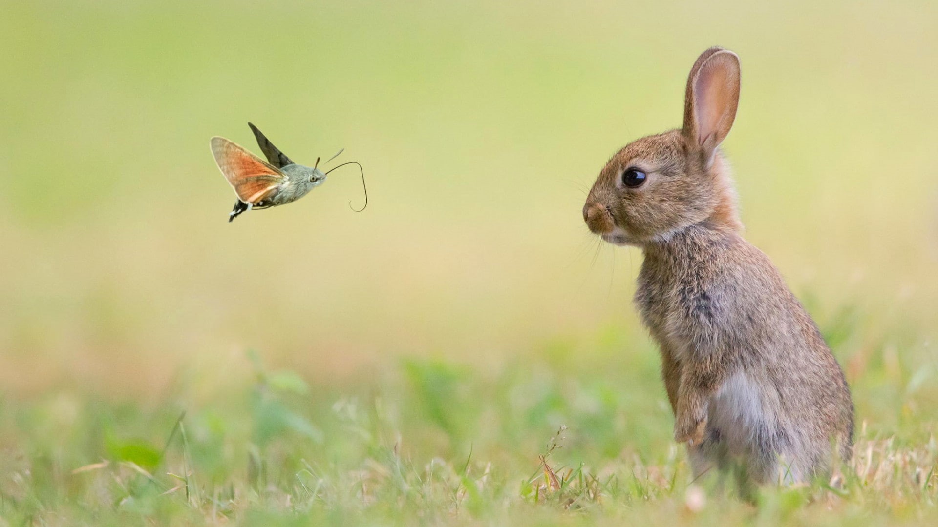 animals, animal wildlife, plant, close-up, focus on foreground, rabbit - animal, mammal, day, vertebrate, selective focus, beauty in nature, rabbits, no people, HD Wallpaper