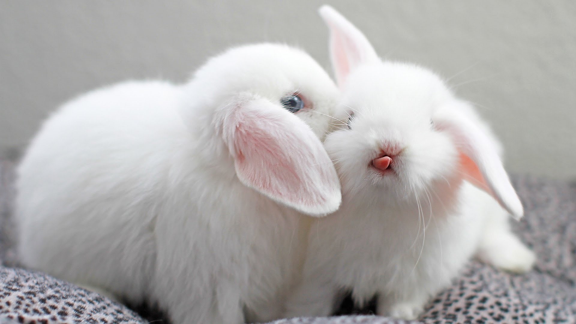 1080P, nature, rabbits, HD Wallpaper