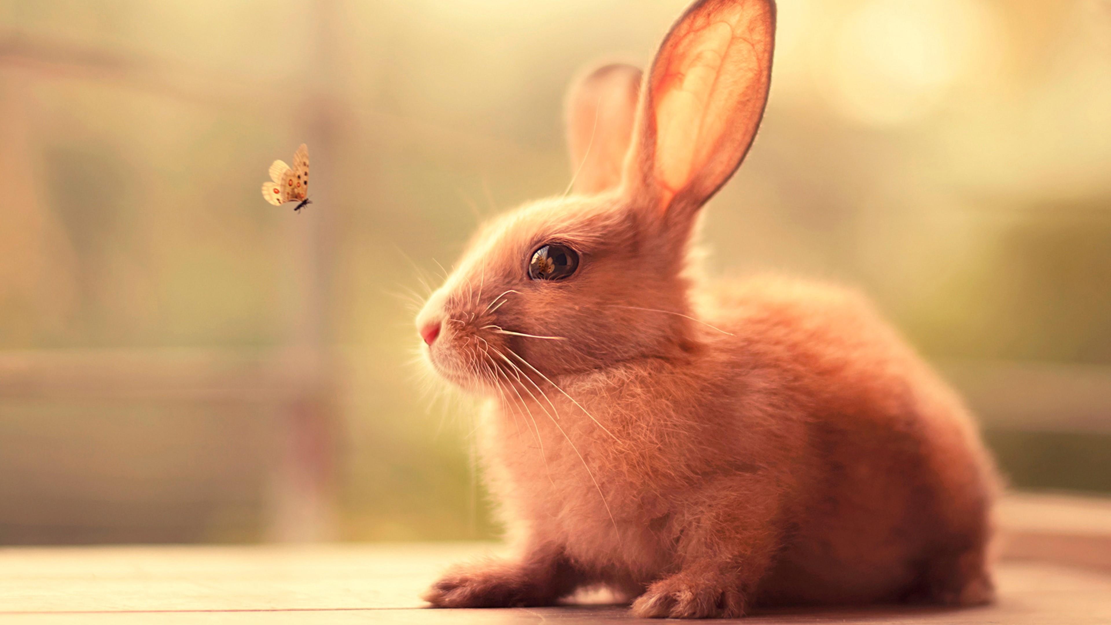 buterfly, animal, bunny, rabbit, 4K, HD Wallpaper