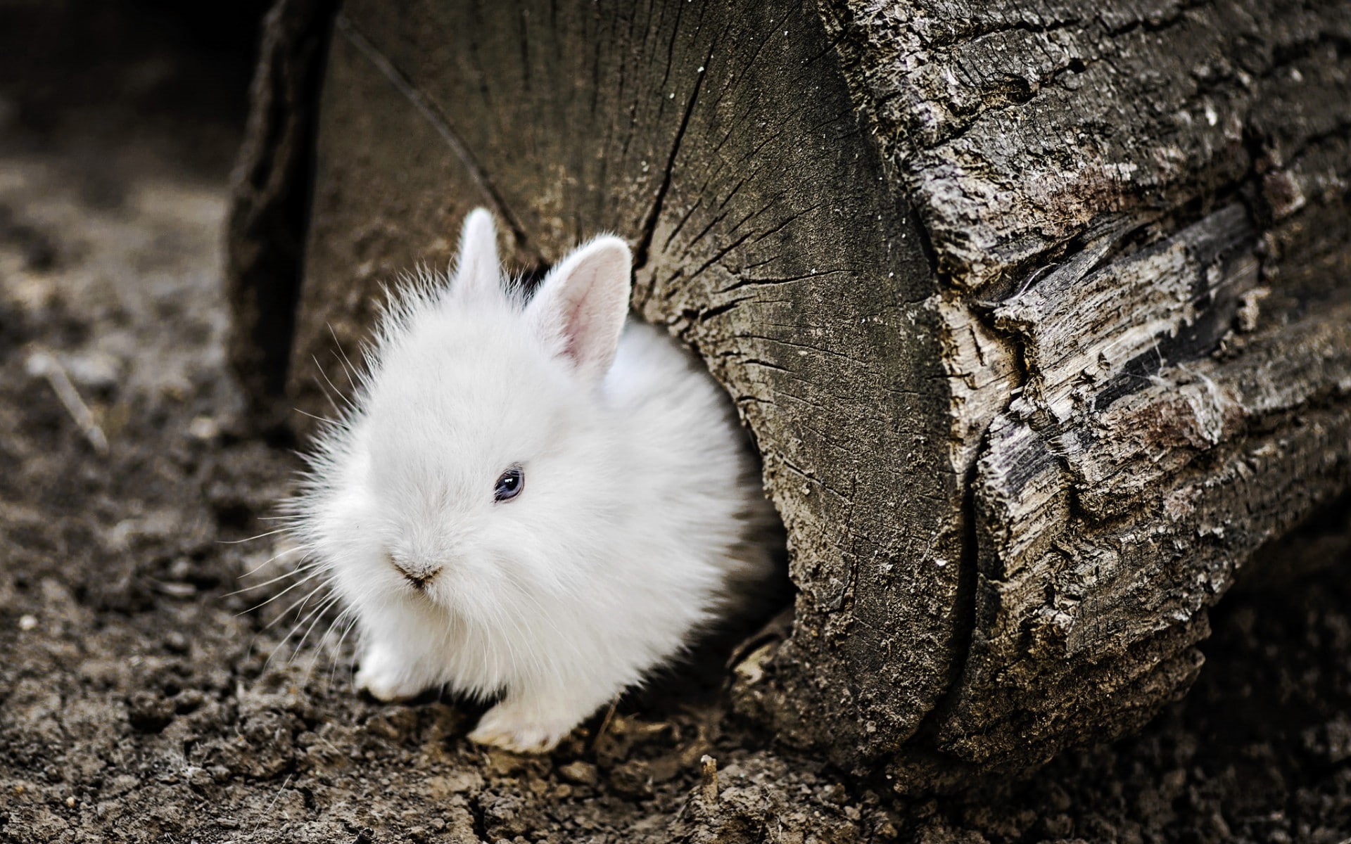 rabbits, wood, animals, 1080P, HD Wallpaper