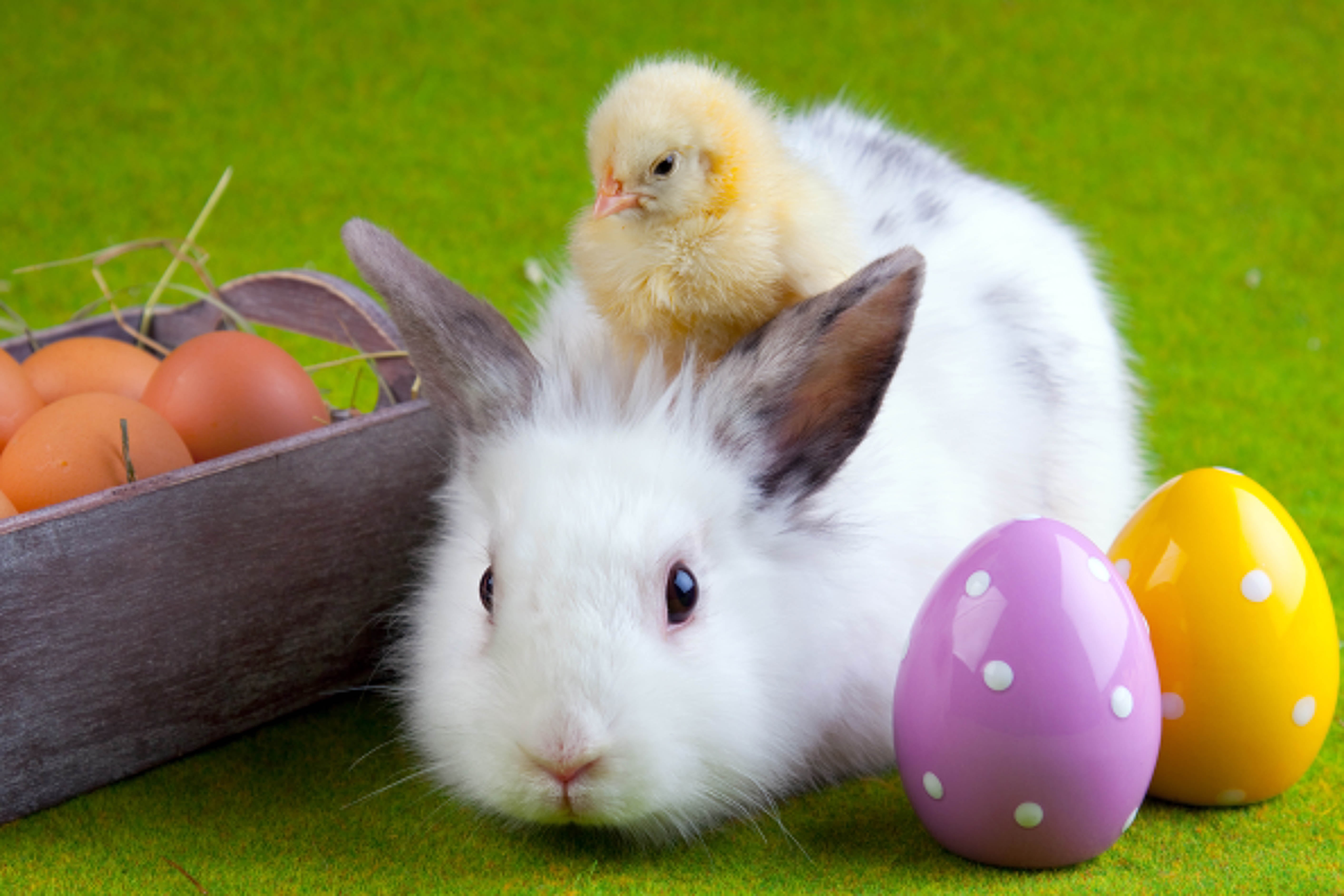 green Color, springtime, nature, close-up, friendship, rabbit, no People, grass, white, animal themes, eggs, baby Rabbit, meadow, fun, farm, pets, vertebrate, HD Wallpaper