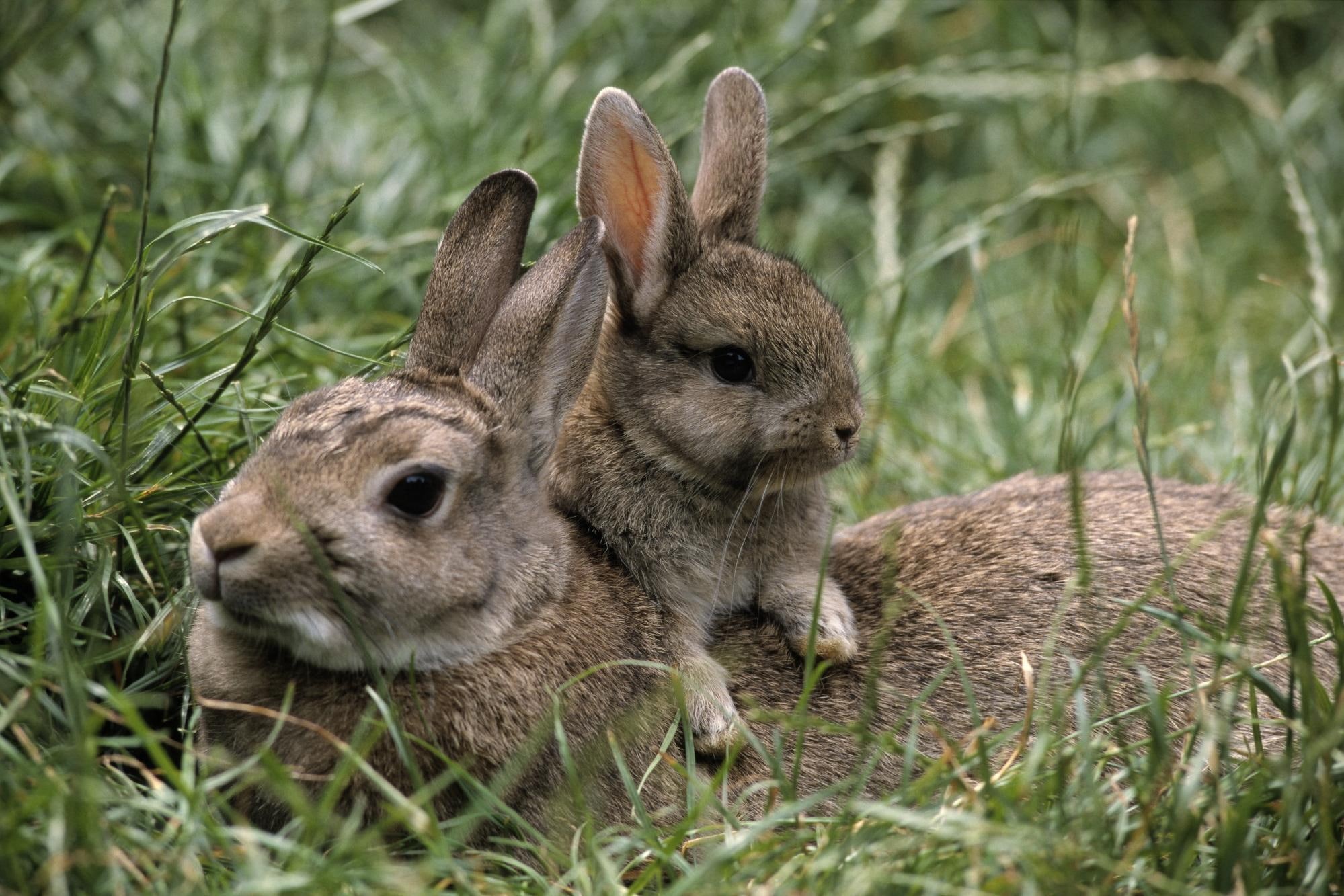 1080P, rabbit, animals, motherhood, HD Wallpaper