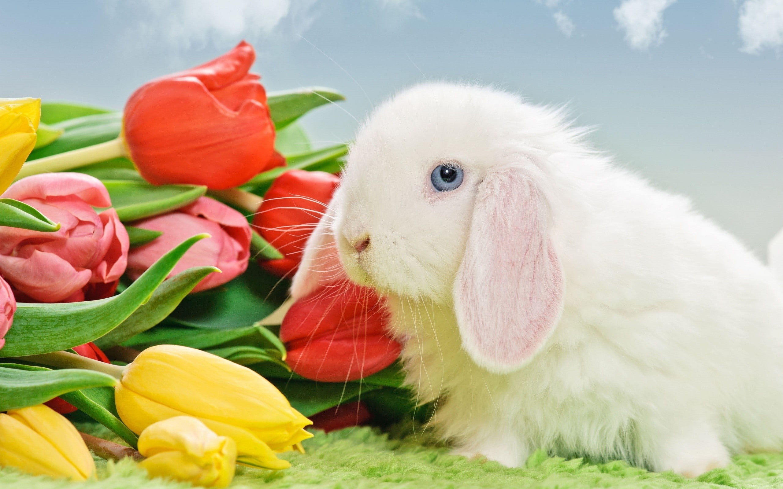 tulips, domestic animals, softness, white color, animal themes, rabbits, vertebrate, grass, flowering plant, 2K, pets, young animal, easter, plant, flower, HD Wallpaper