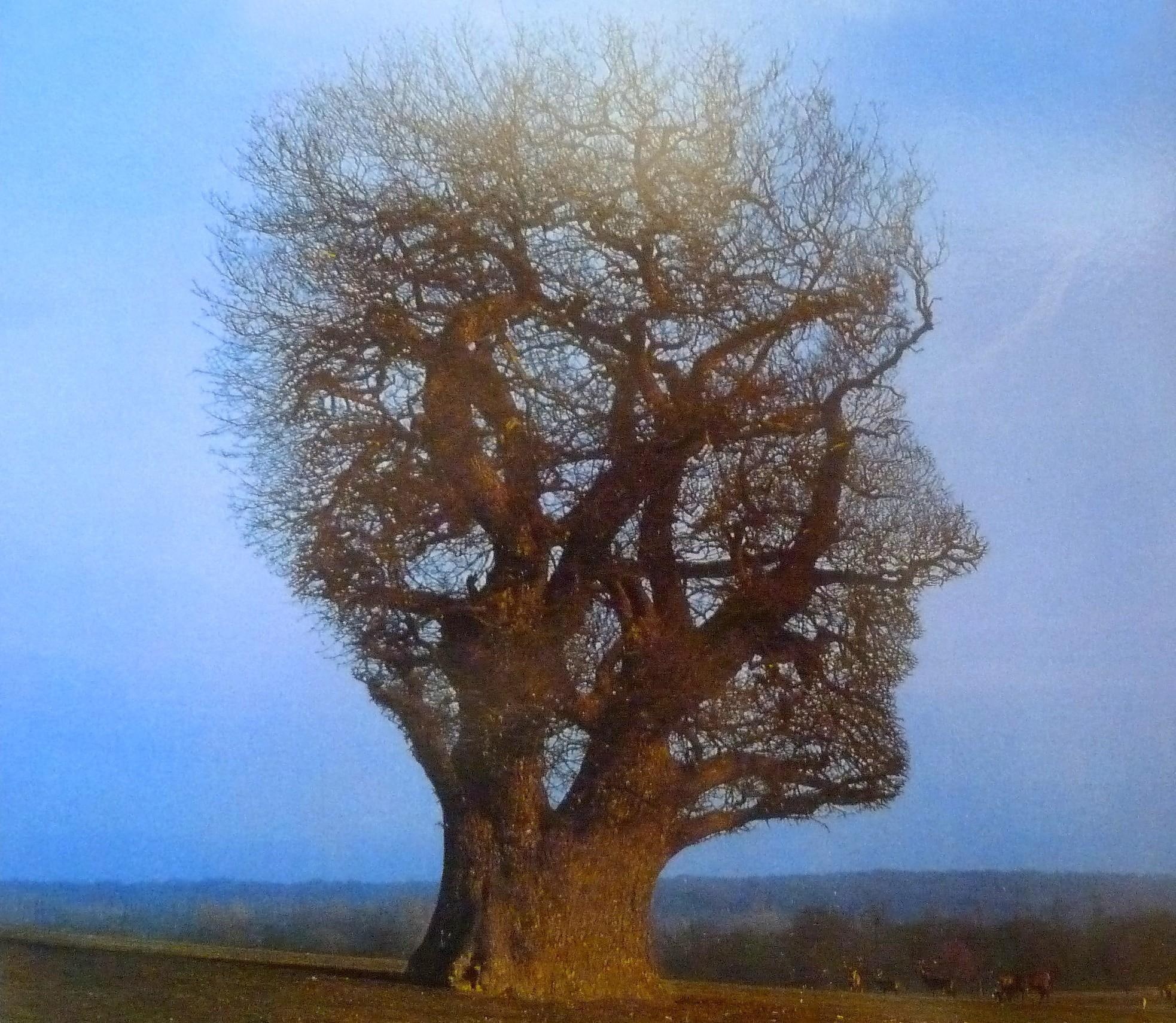 1080P, tree, blue, 3d and abstract, floyd, cover, nice, album, music, head, pink, fantasy, face, HD Wallpaper