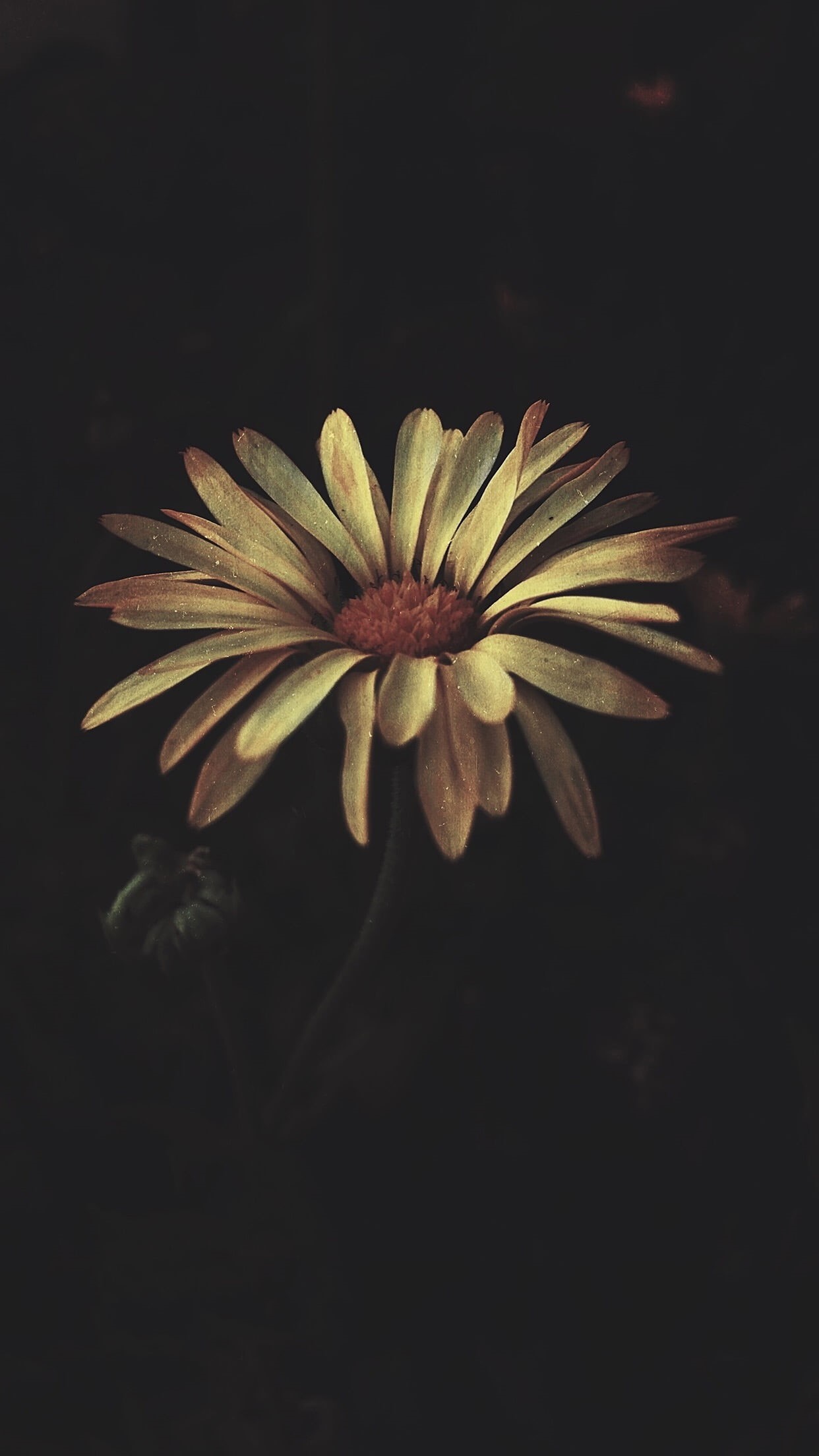 nature, flower head, freshness, vulnerability, fragility, no people, outdoors, growth, landscape, plant, black background, portrait display, close-up, beauty in nature, Phone HD Wallpaper