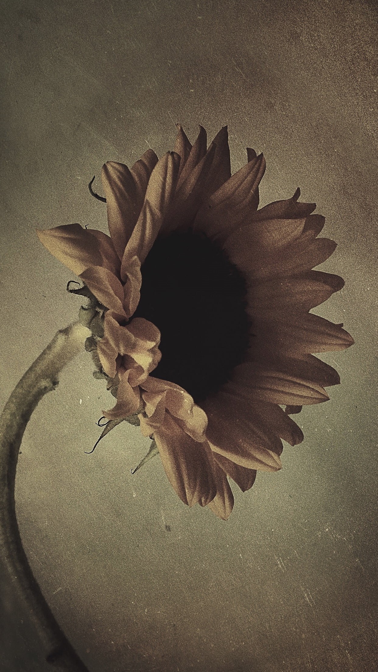beauty in nature, flower, still life, studio shot, textured, indoors, flowering plant, nature, textured effect, pollen, plant, freshness, vulnerability, Phone HD Wallpaper