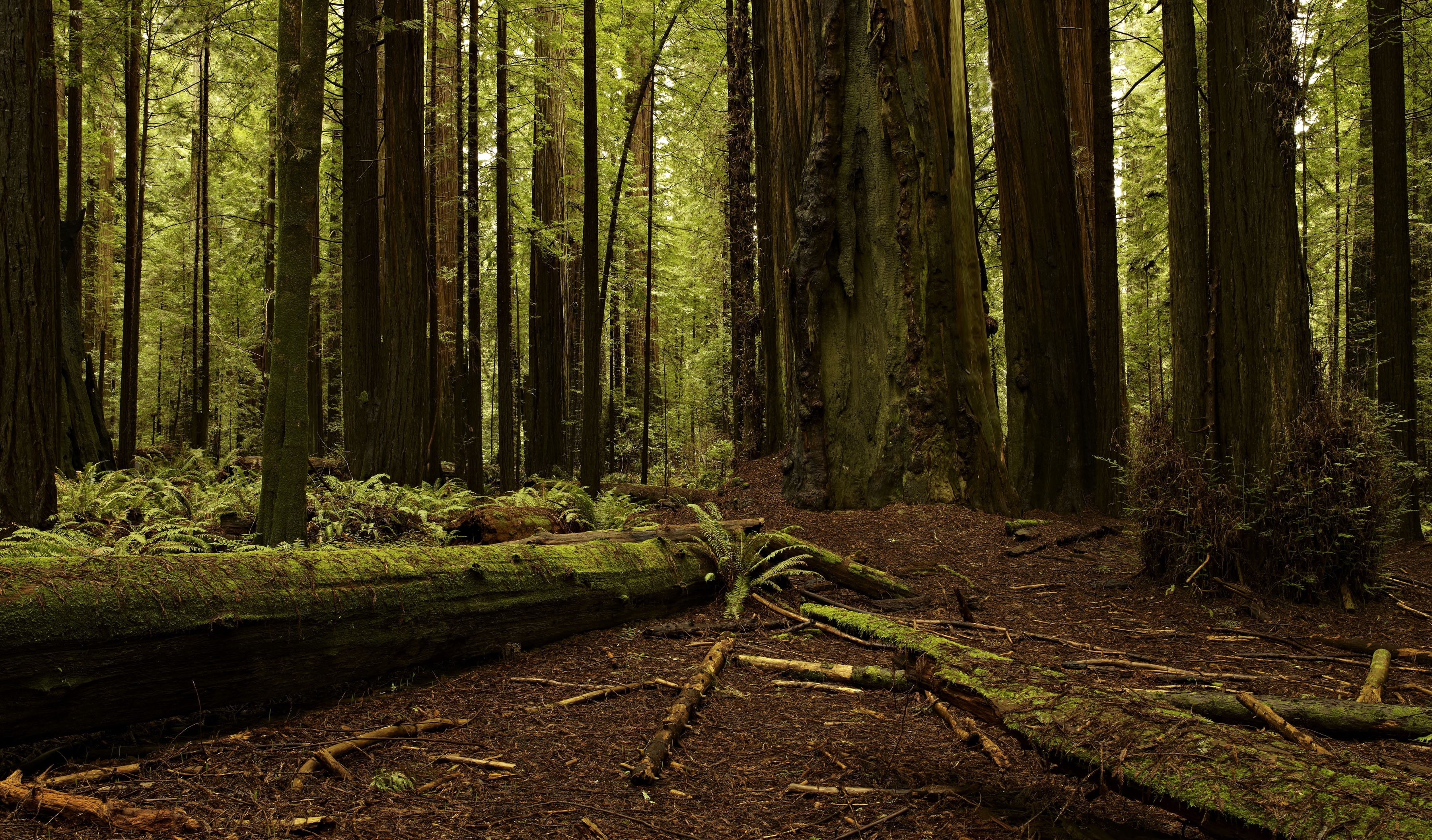 plants, dead, 2K, trees, log, forest, branch, moss, landscape, green, dead trees, wood, nature, leaves, HD Wallpaper