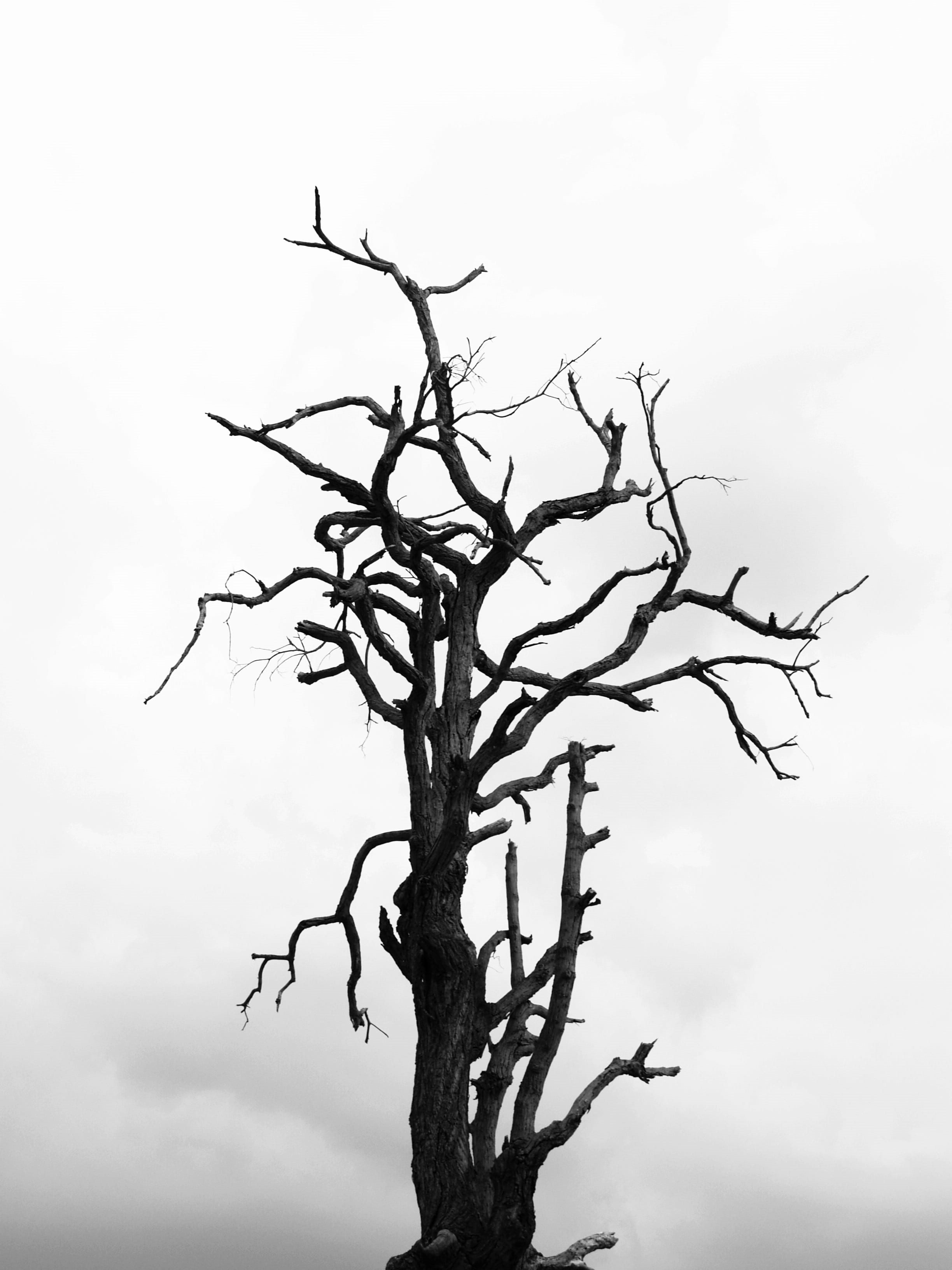 trunk, black-and-white, branch, sky, growth, low angle view, plant, dry, spooky, bare tree, tree trunk, silhouette, black, tranquility, cloud - sky, day, Phone HD Wallpaper