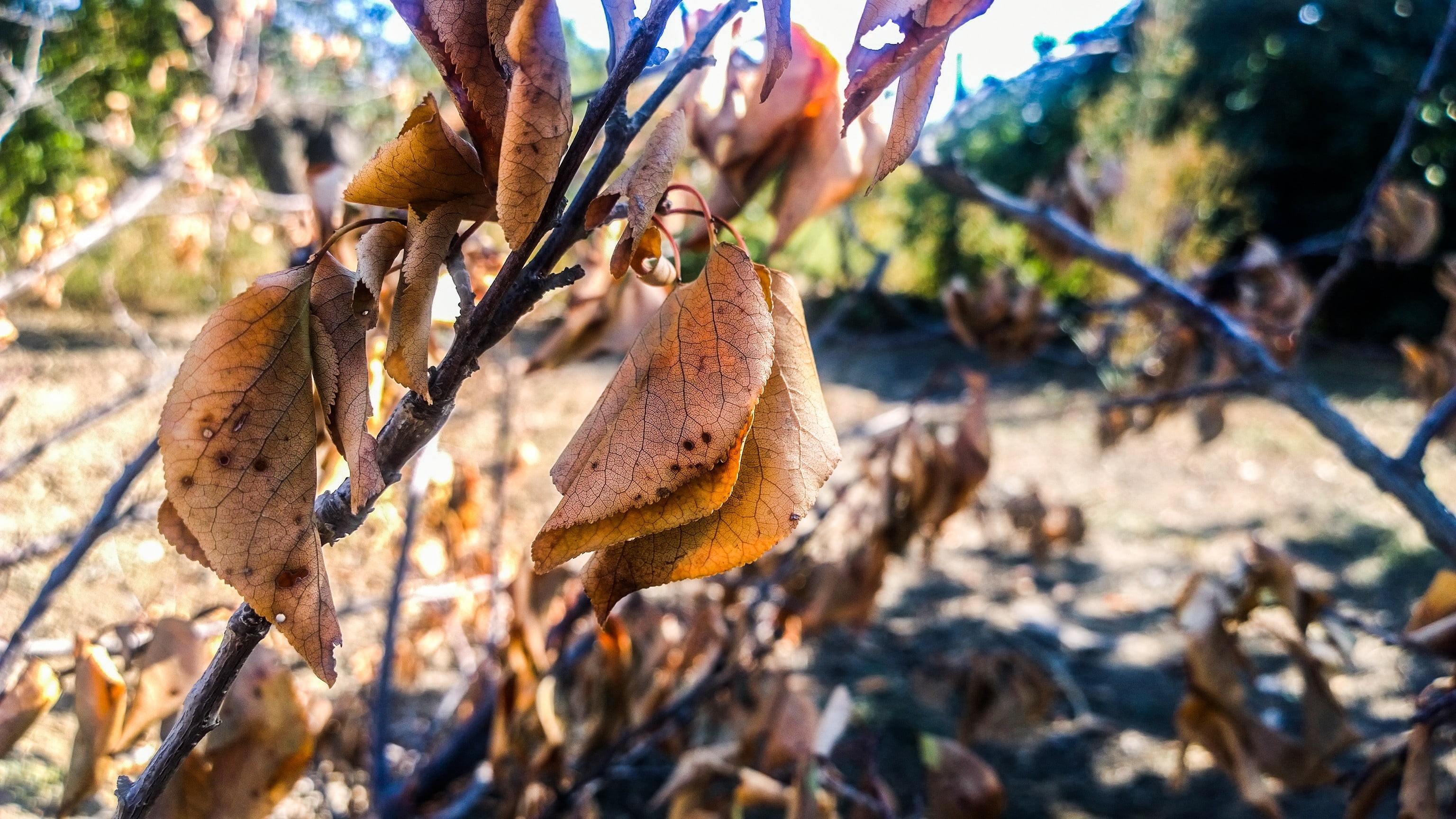 land, warm colors, outdoors, leaves, plants, food, 2K, growth, plant part, close-up, sunlight, plant, beauty in nature, tranquility, tree, brown, animal, HD Wallpaper