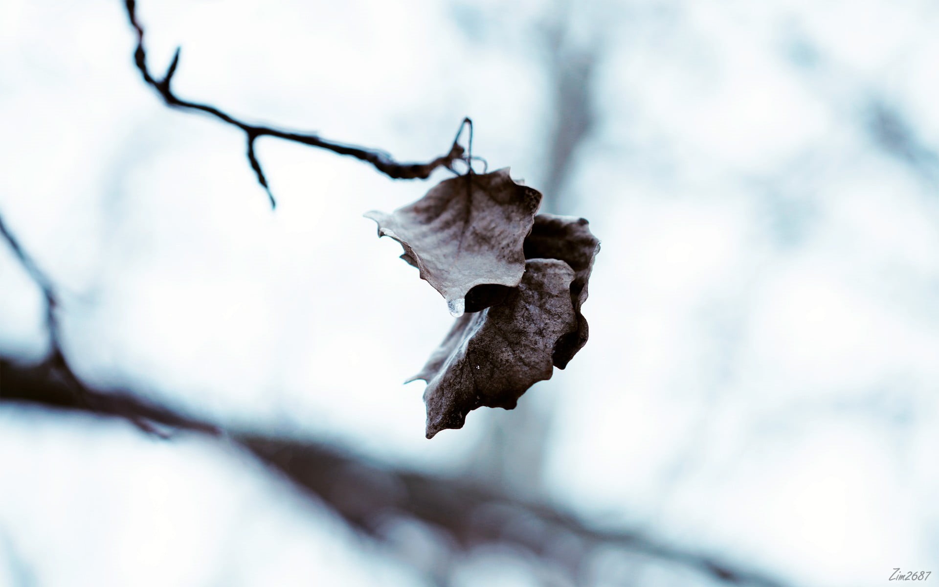 frozen, autumn, focus on foreground, branch, woodland, close, plant part, close-up, wilted Plant, backgrounds, pattern, dry, plant, white, no People, winter, HD Wallpaper