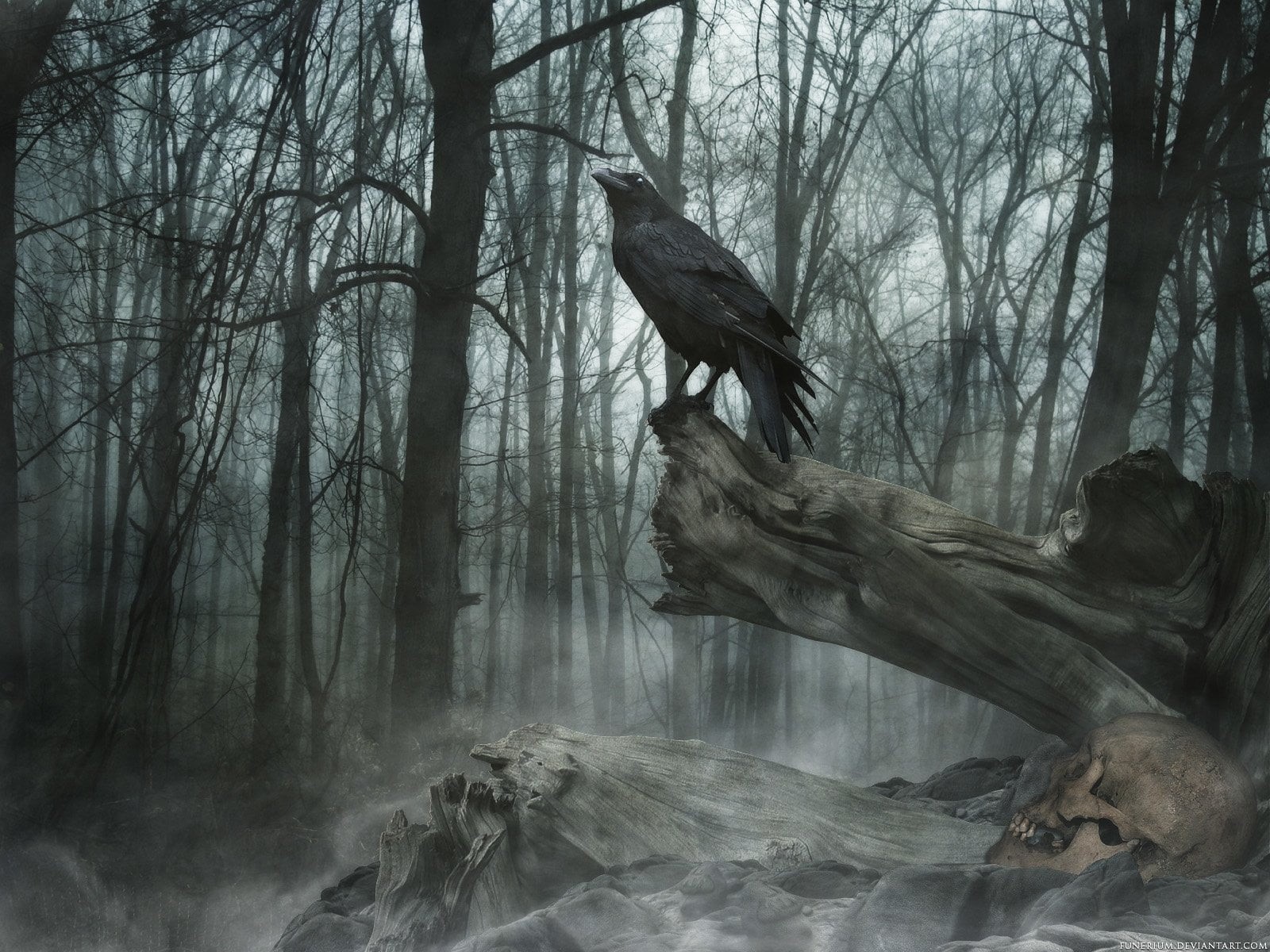 scenics - nature, animal wildlife, forest, bare tree, trunk, nature, land, tranquility, Animal, no people, animals in the wild, animal themes, driftwood, HD Wallpaper