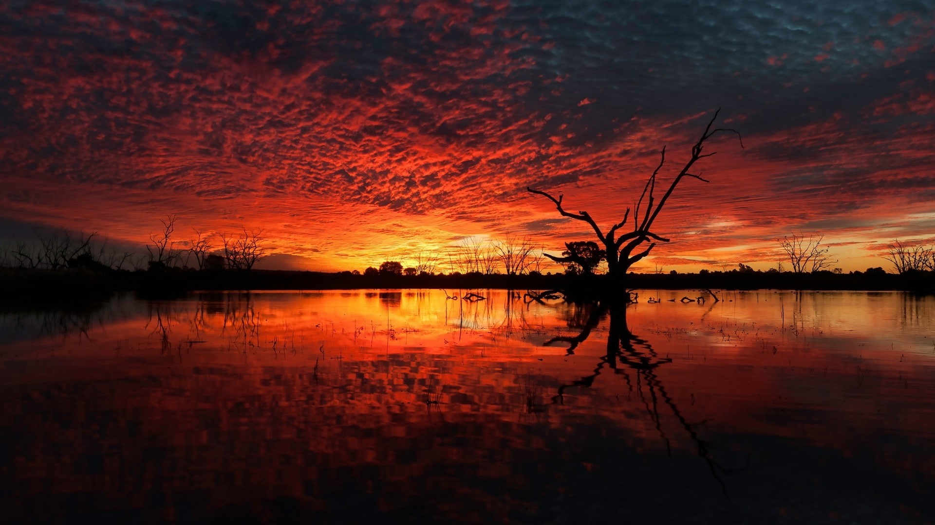 1080P, landscape, sunset, dead trees, mirrored, nature, clouds, horizon, silhouette, plants, trees, reflection, branch, water, HD Wallpaper