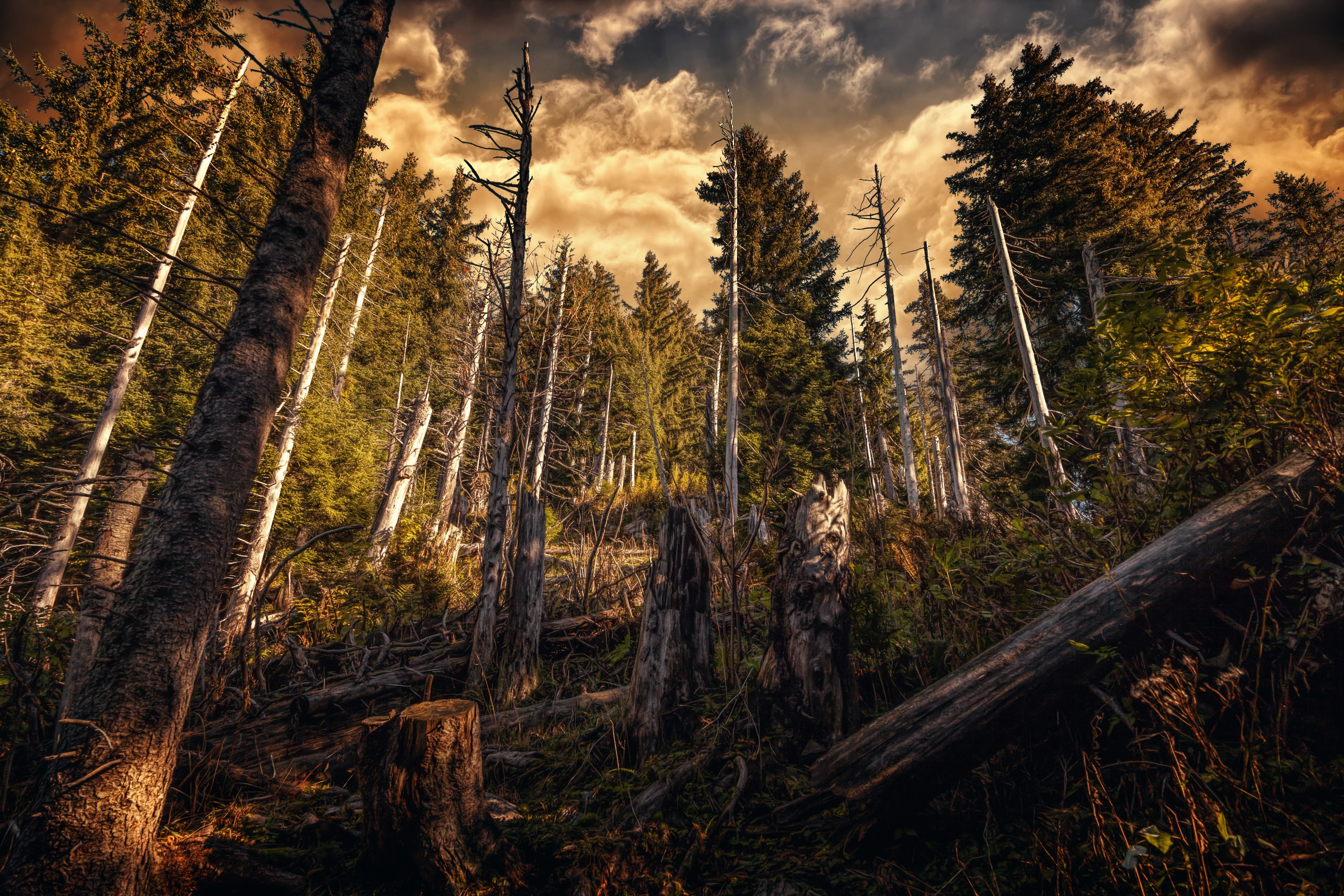 woodland, beauty in nature, tranquility, tree, HDR, 5K, black, deforestation, tree trunk, sky, plant, no people, dead plant, outdoors, trunk, plants, day, HD Wallpaper