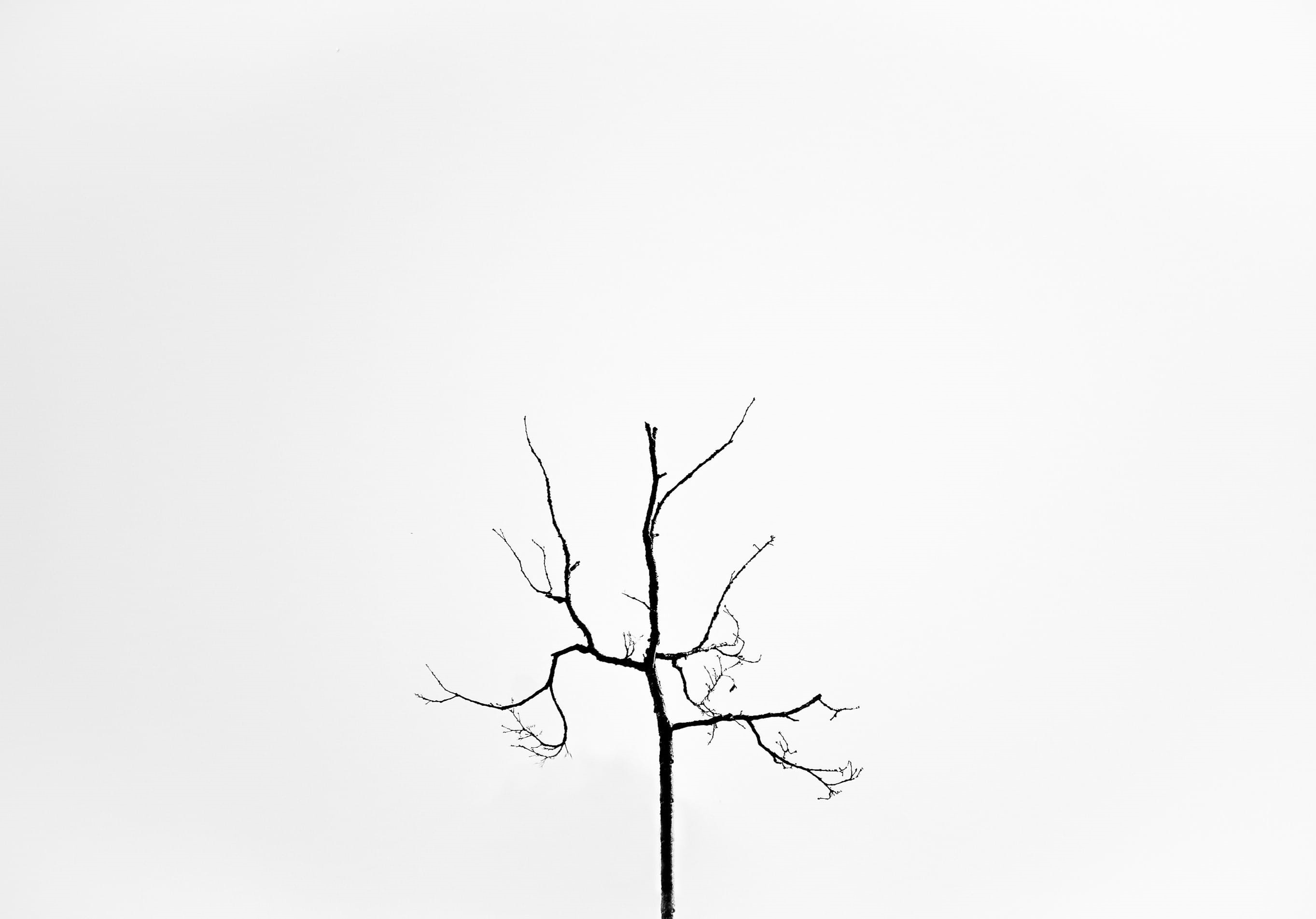 plant, minimal, photo, beauty in nature, copy space, dead plant, minimalism, no people, sky, photography, tranquility, bare tree, studio shot, isolated, HD Wallpaper