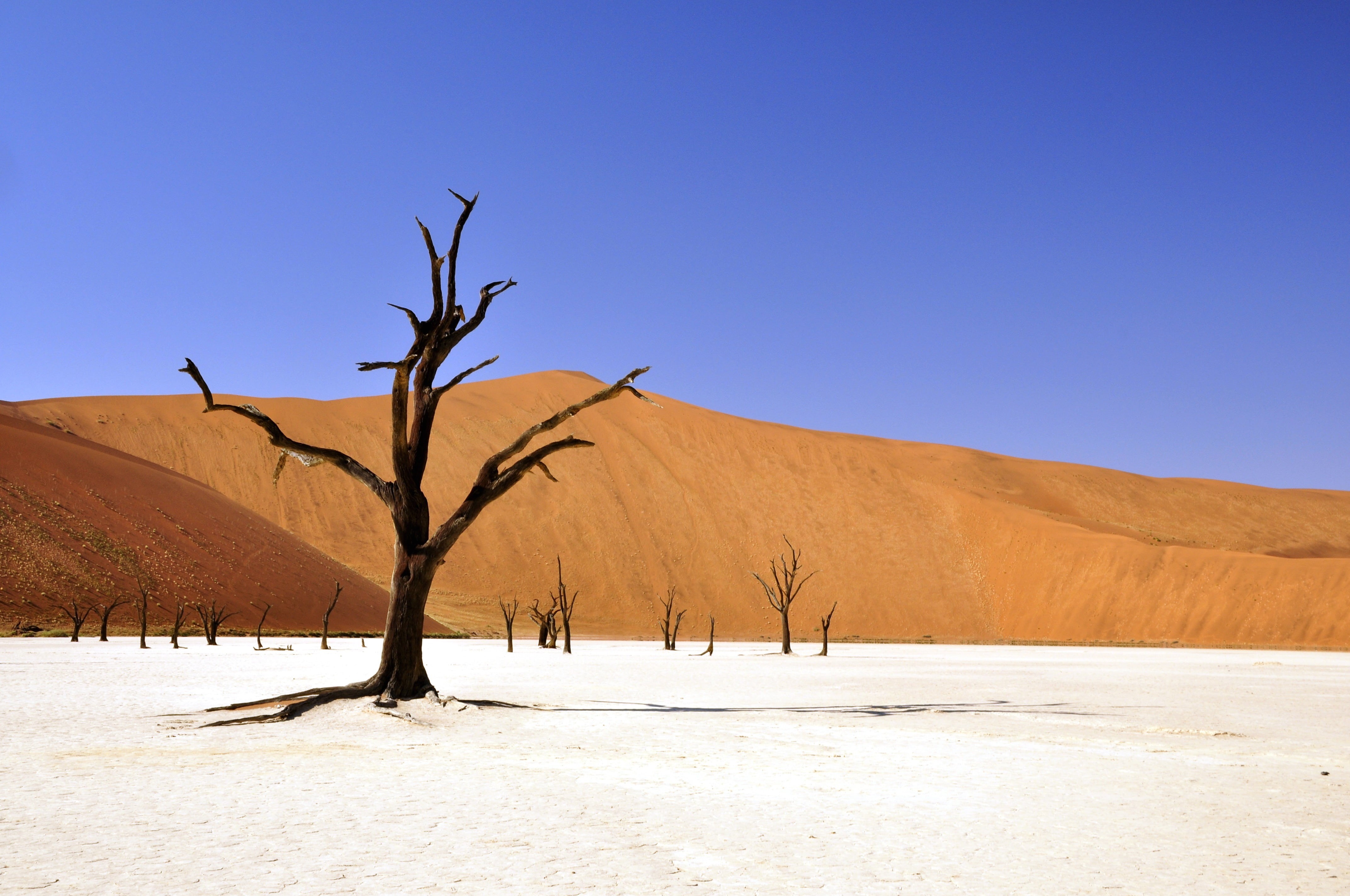 clear sky, dead vlei, dry, sossusvlei, blue, climate, deadvlei, outdoors, plant, tree, withered, remote, photography, arid climate, no people, landscape, HD Wallpaper