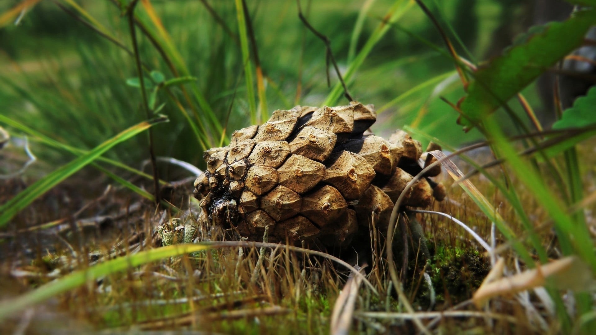 toadstool, green color, outdoors, wood - material, cones, land, grass, plant, brown, stone, dead plant, nature, fungus, close-up, pine cones, beauty in nature, HD Wallpaper