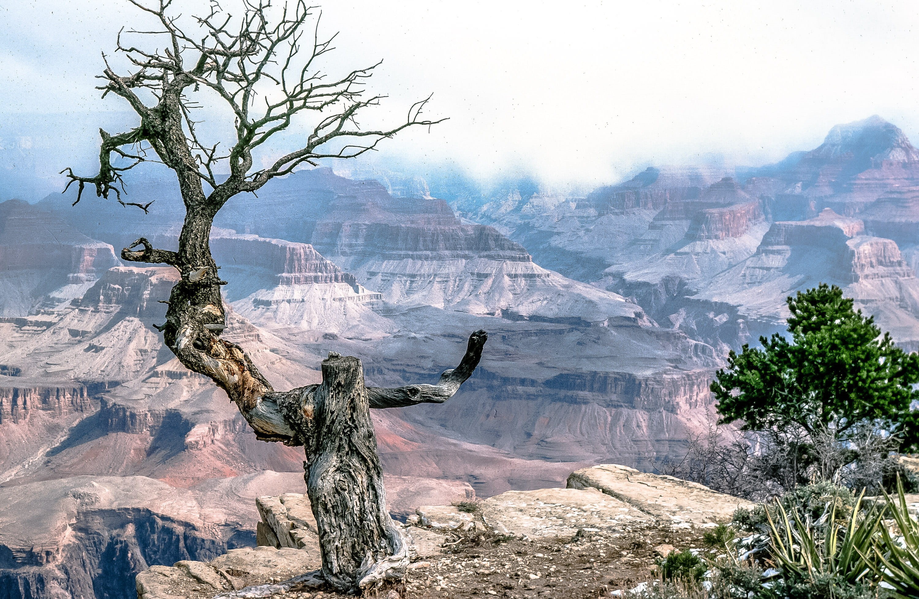 death, fall, day, gnarled, valley, environment, wood, outdoors, plant, 2K, one, season, stone, trunk, toroweap, wooden, national, national park, mountain range, HD Wallpaper