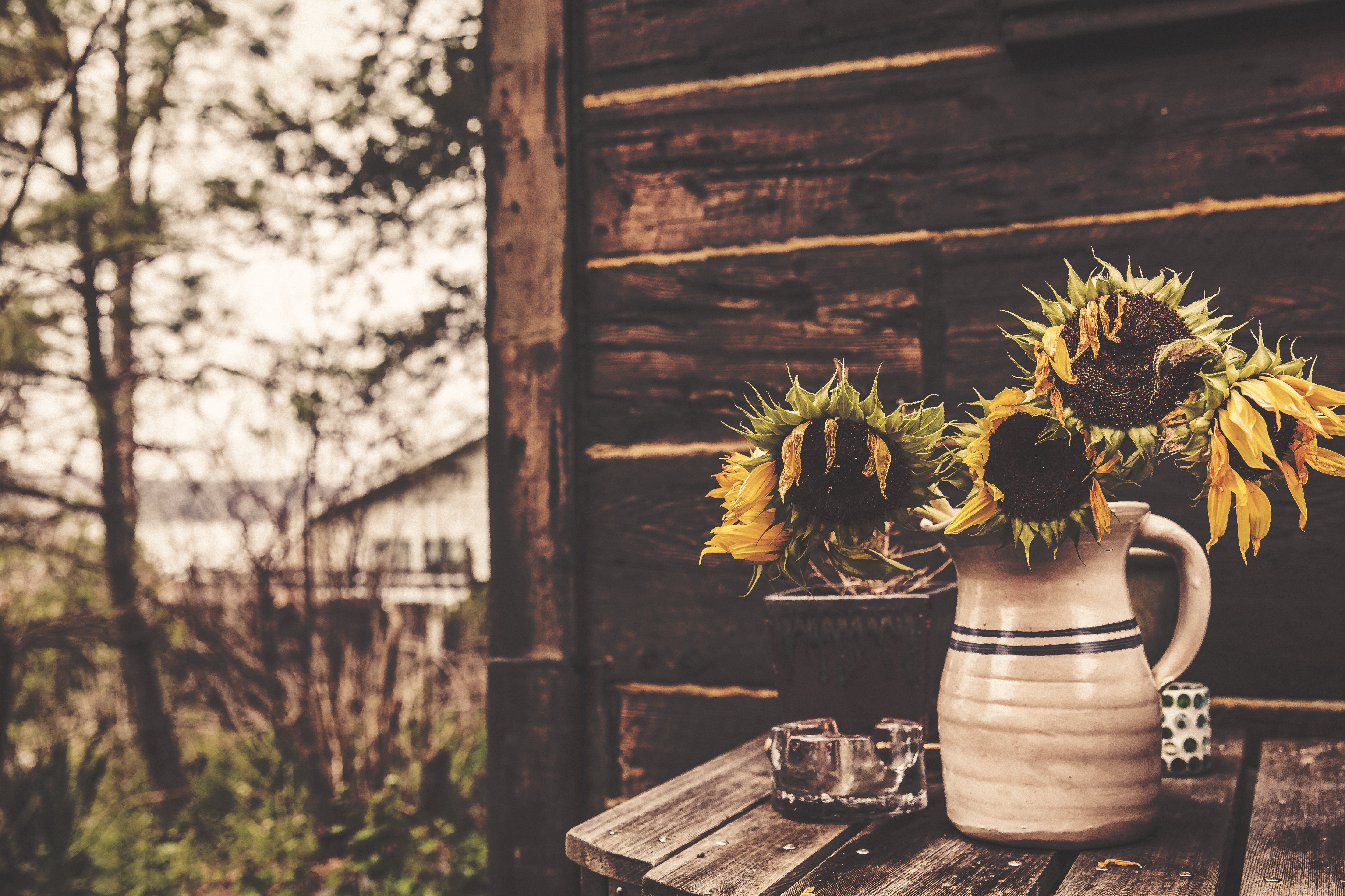flowering plant, rustic, growth, ceramic, Sunflowers, selective focus, objects, freshness, tree, lazy, selective, flower, food and drink, barn, white, still life, HD Wallpaper