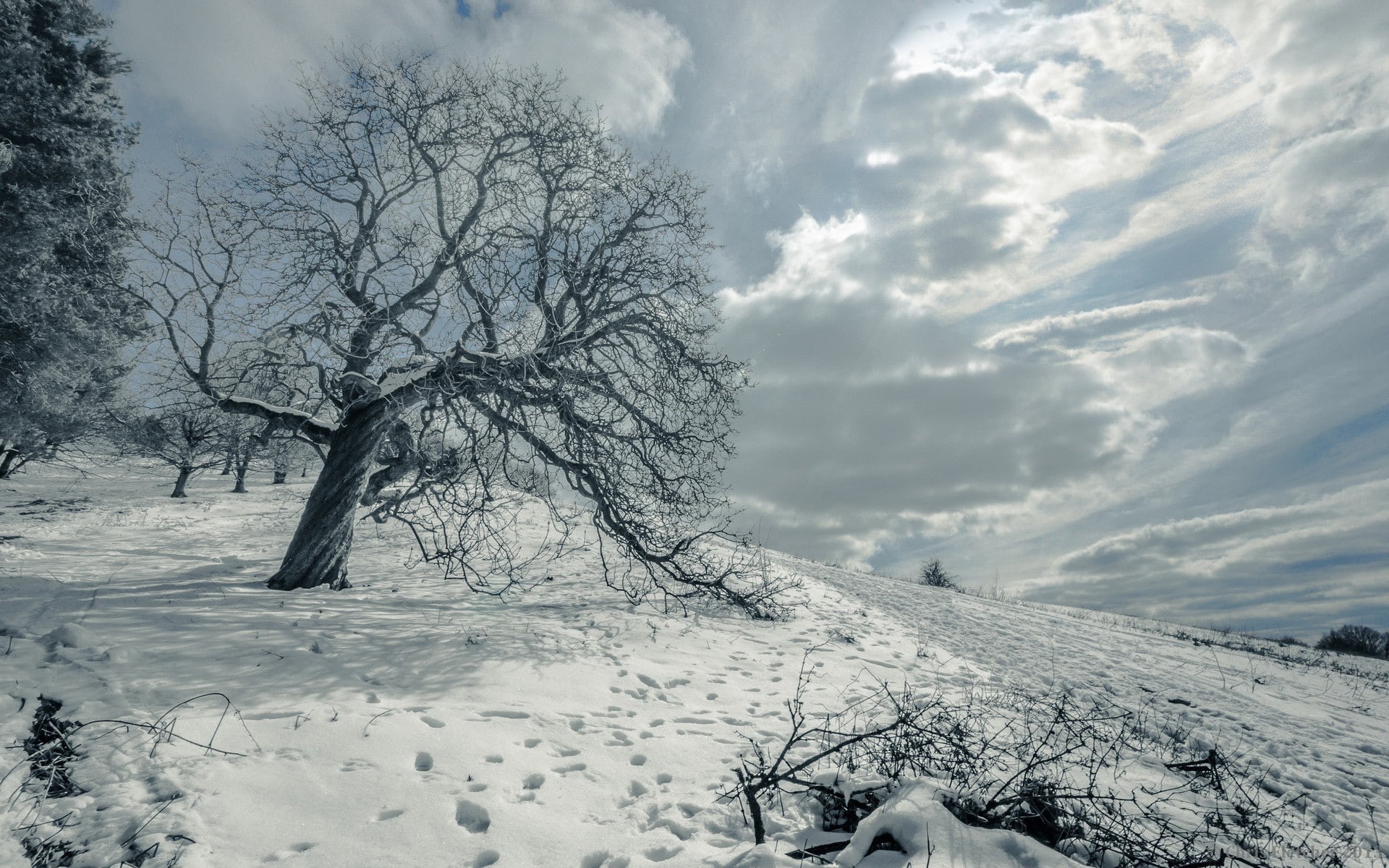 outdoors, tree, clouds, nature, mammal, snowcapped mountain, one animal, animal, scenics - nature, winter, white color, dead trees, snow, cold temperature, HD Wallpaper