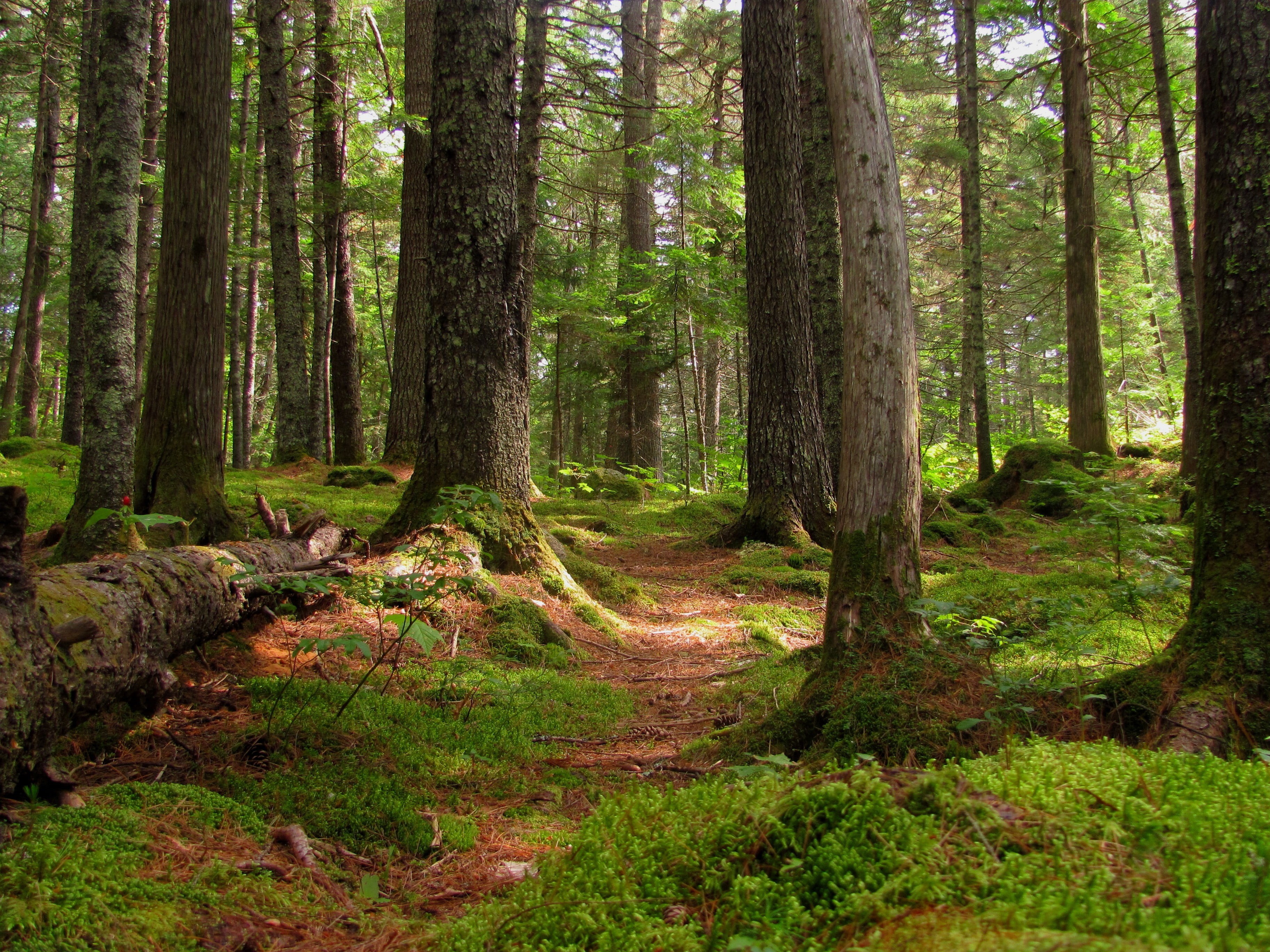 plant, dead trees, trail, tree, idyllic, tranquil scene, house, growth, forest, wooden, green color, beauty in nature, trunk, tranquility, no people, outdoors, HD Wallpaper