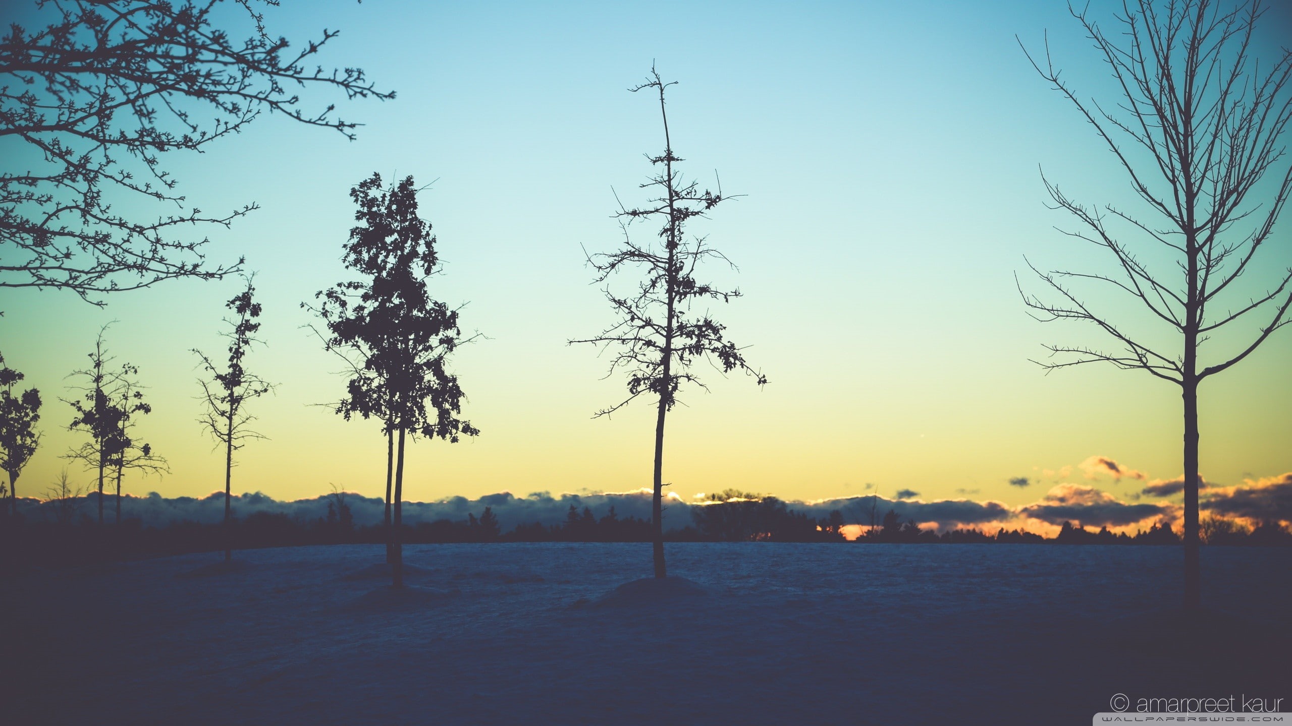 tranquil scene, non-urban scene, beauty in nature, scenics - nature, sky, silhouette, dead trees, no people, land, 2K, nature, trees, orange color, growth, HD Wallpaper