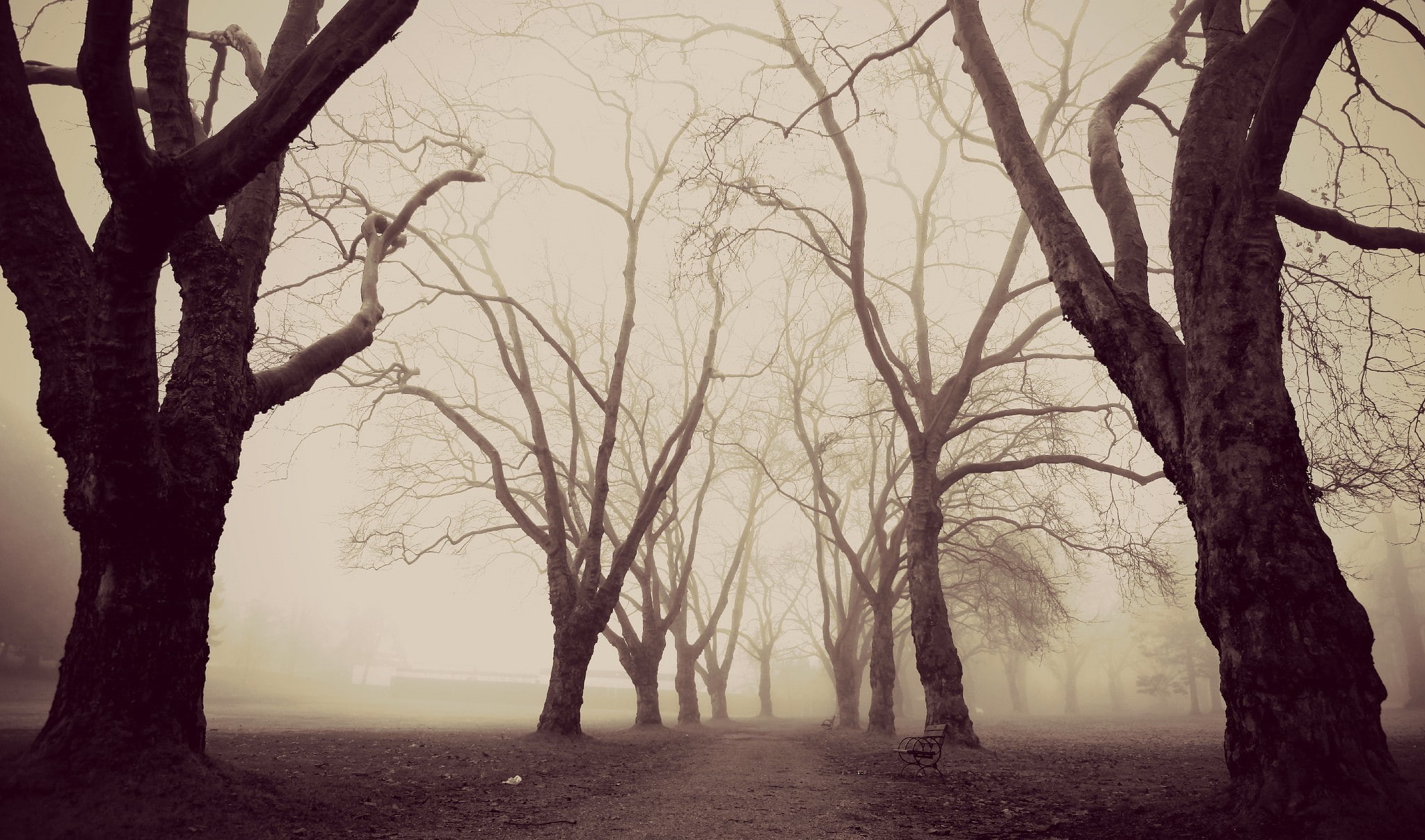 1080P, trees, park, mist, dead trees, bench, sepia, path, HD Wallpaper