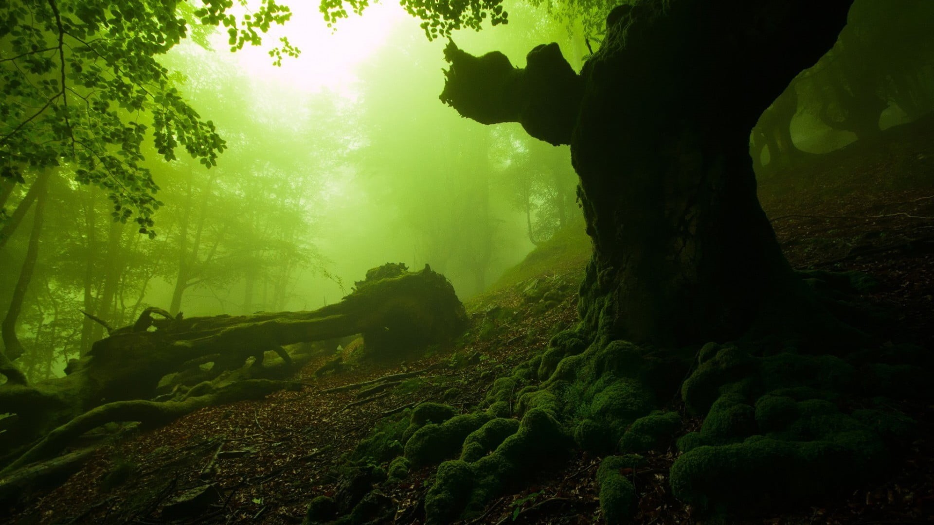 non-urban scene, silhouette, trees, no people, scenics - nature, moss, tranquil scene, fog, tree trunk, tranquility, growth, dead trees, outdoors, 1080P, HD Wallpaper