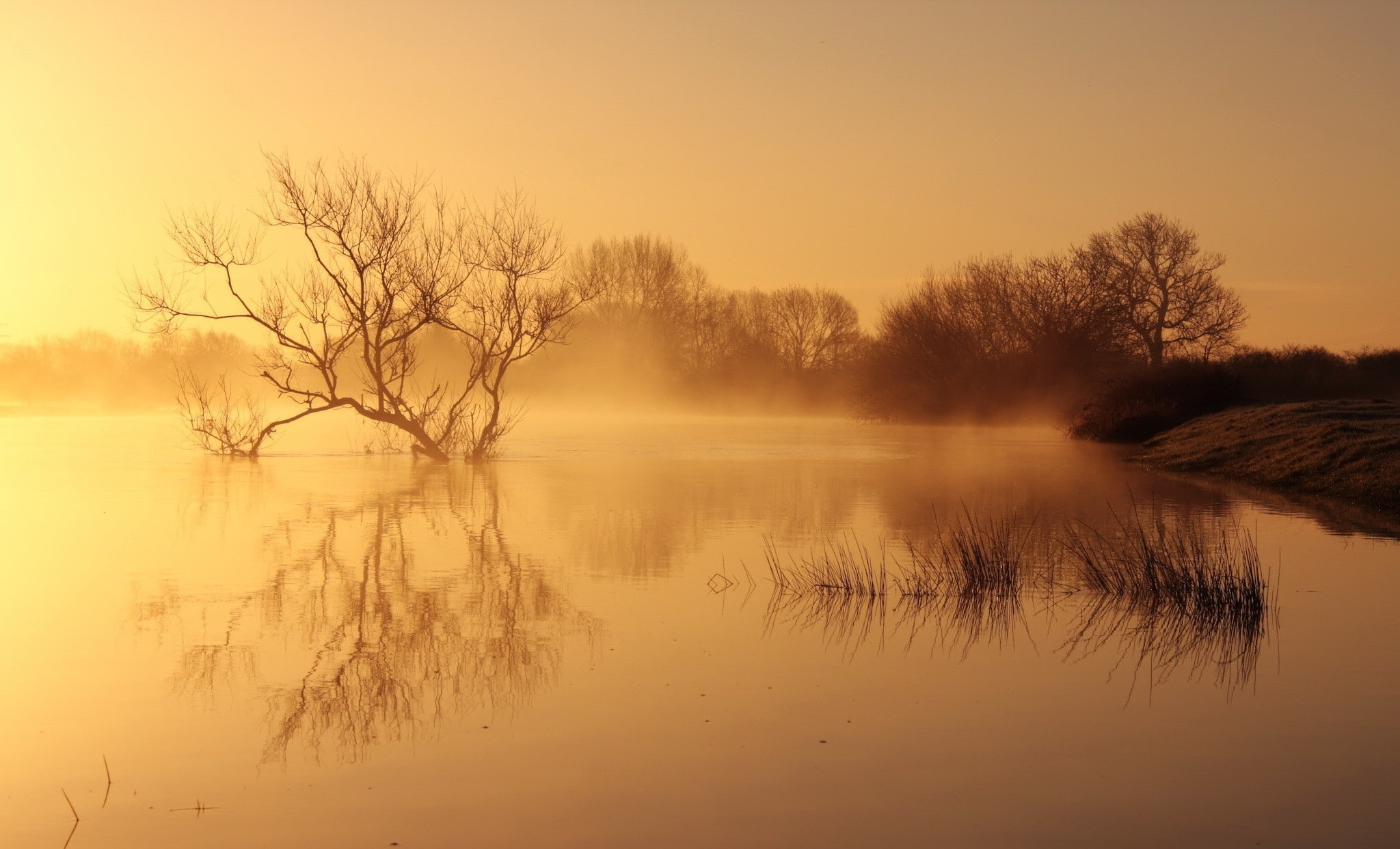 nature, landscape, sunrise, 1080P, dead trees, trees, HD Wallpaper