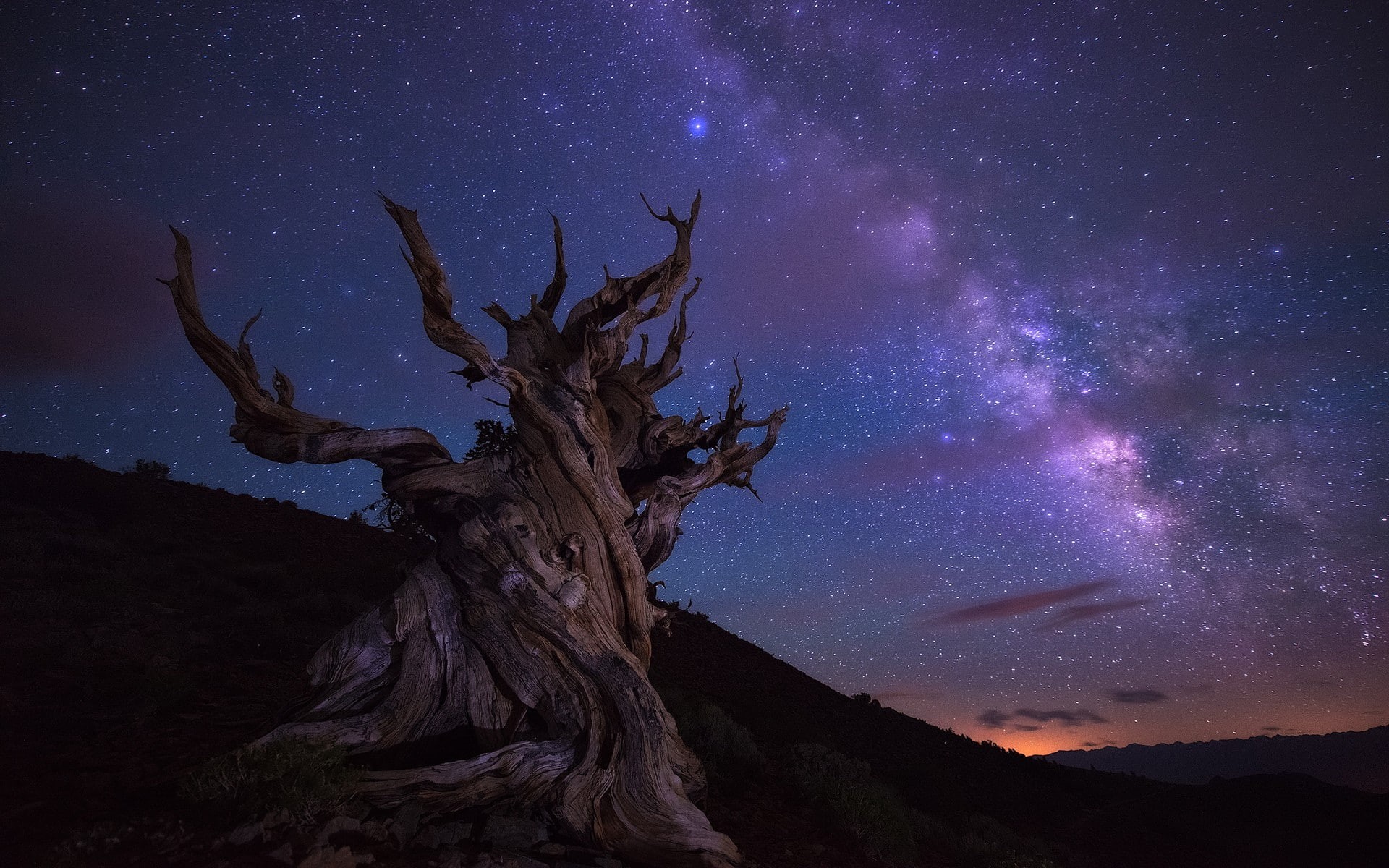 trees, dead trees, calm, landscape, stars, night, hills, 1080P, HD Wallpaper