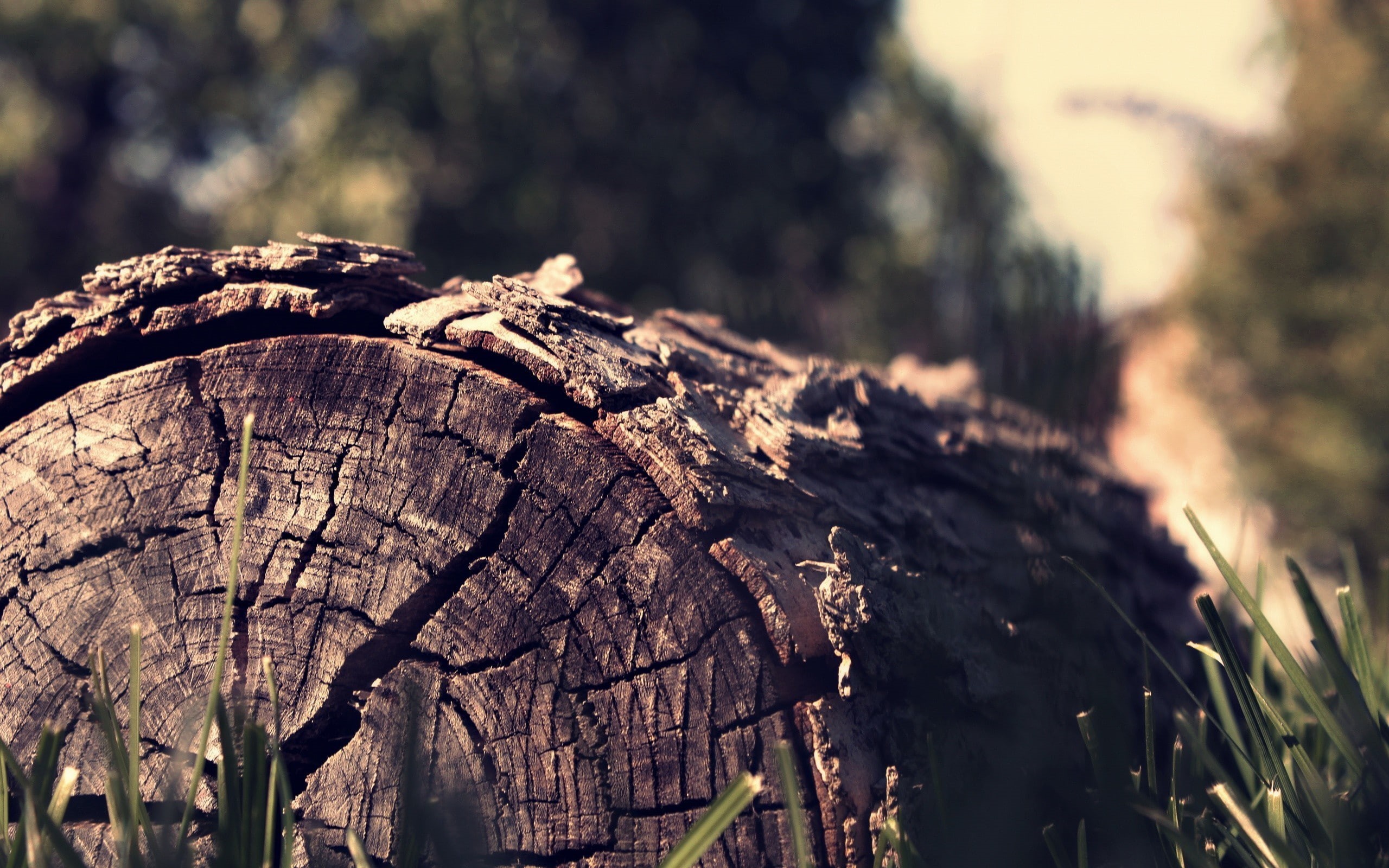 nature, dead trees, closeup, 2K, HD Wallpaper