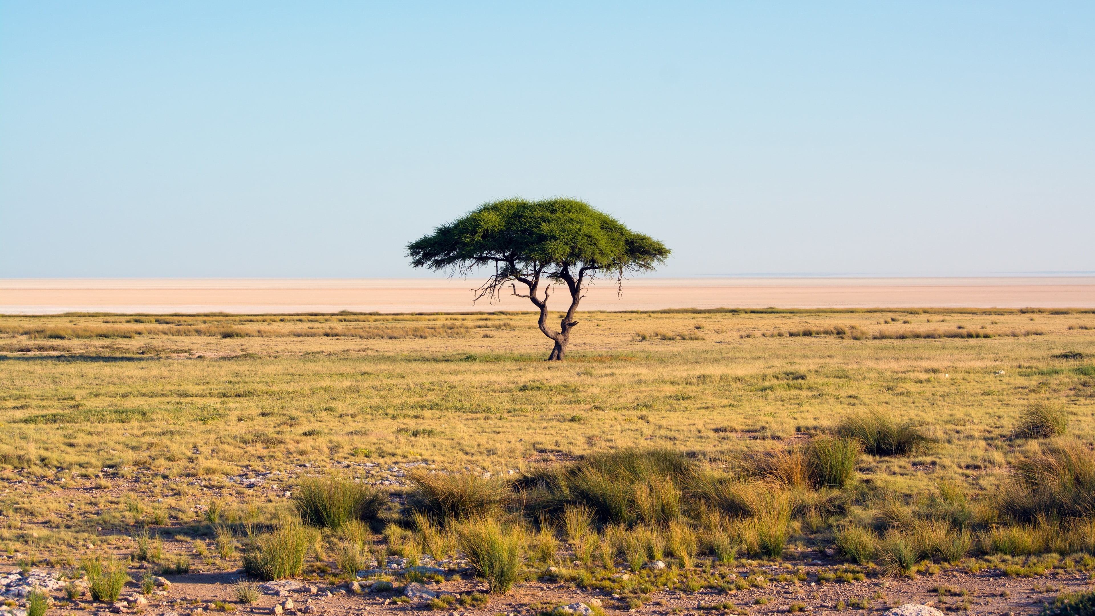 grass, land, tranquility, nature, day, sky, horizon over land, trees, landscape, clear sky, beauty in nature, arid climate, single tree, green, no people, HD Wallpaper