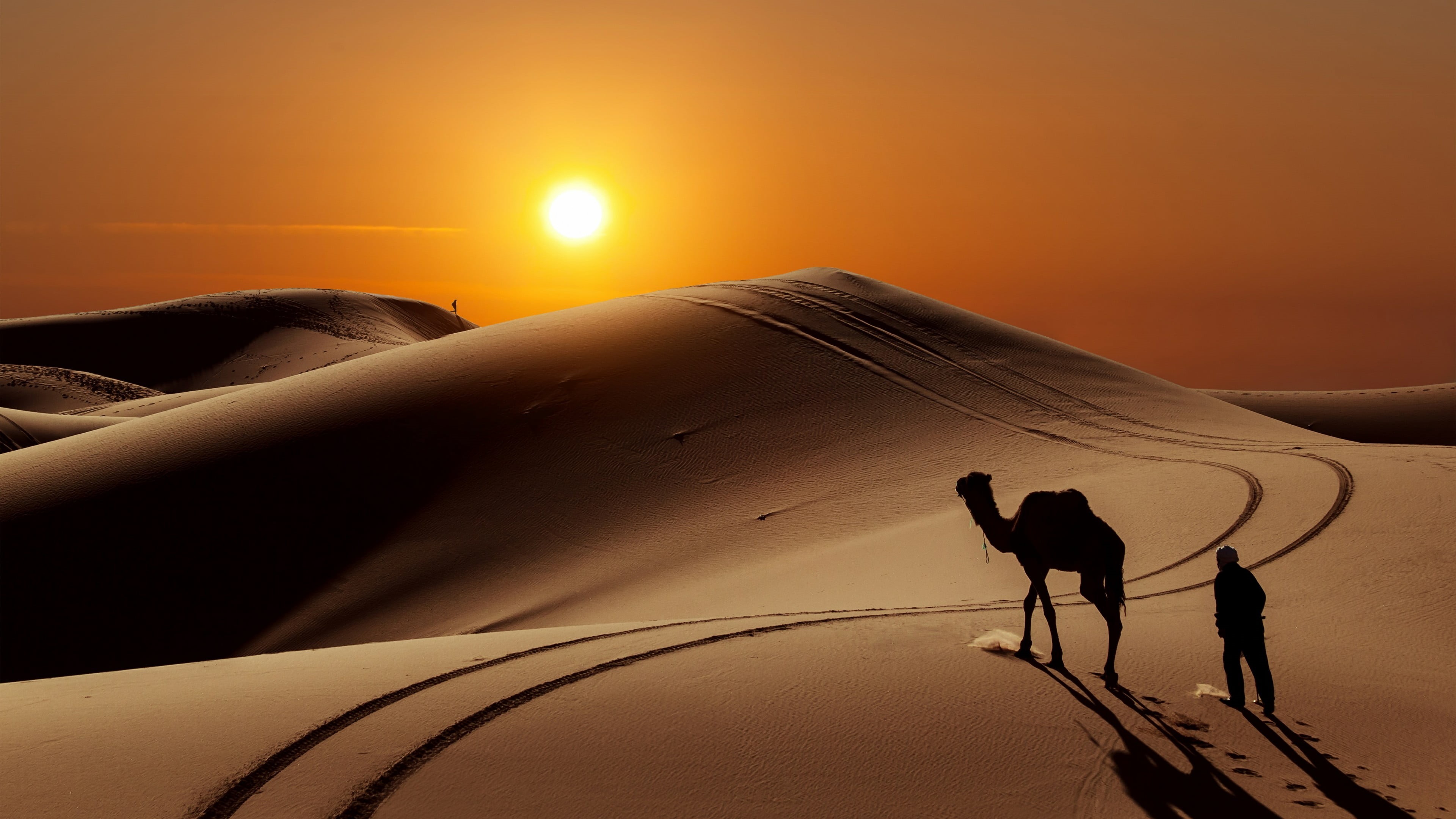 domestic animals, land, domestic, 4K, climate, outdoors, sunlight, orange color, sun, sahara, sky, sunset, sand dune, pets, sand, landscape, mammal, one animal, HD Wallpaper