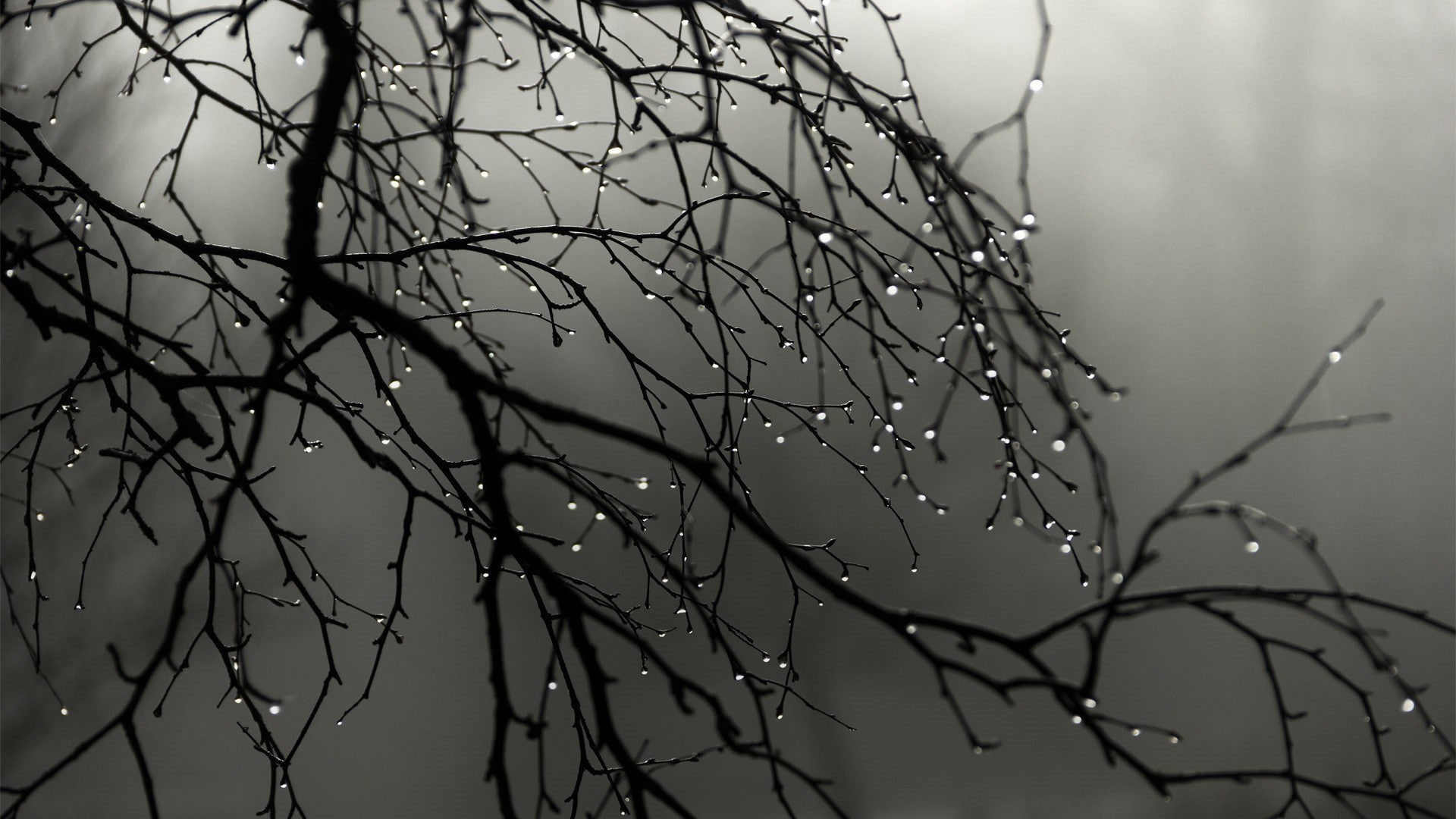 depth of field, mist, branch, nature, water drops, wood, 1080P, monochrome, minimalism, landscape, rain, trees, HD Wallpaper