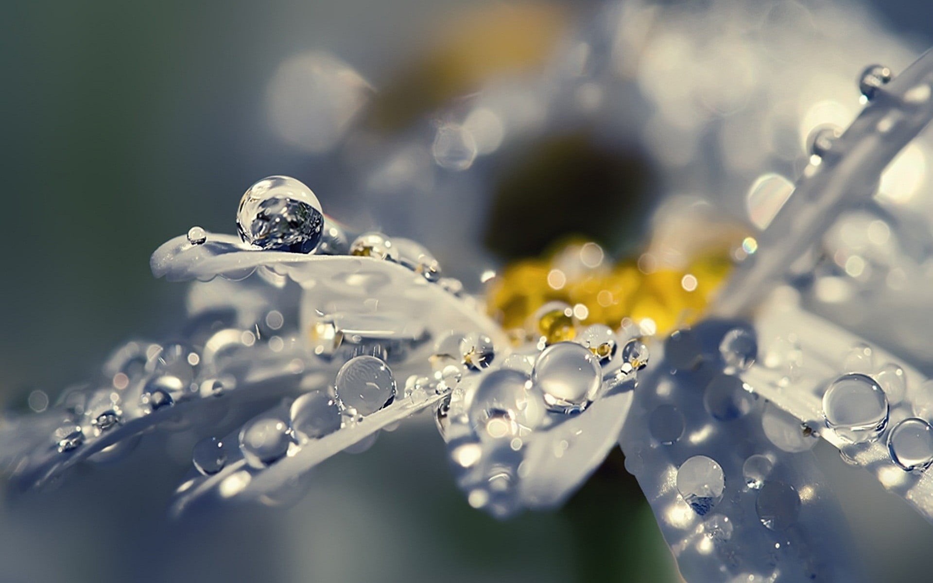plants, motion, ripple, purity, shallow, daisy, liquid, luxury, nature, flowers, macro, dew, blue, indoors, 1080P, silver colored, transparent, splashing, HD Wallpaper