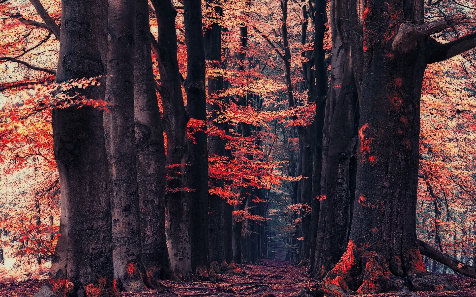 sunlight, gold Colored, leaf, outdoors, multi Colored, forest, october, orange, leafed, green Color, beauty In Nature, day, backgrounds, tranquility, plant, HD Wallpaper