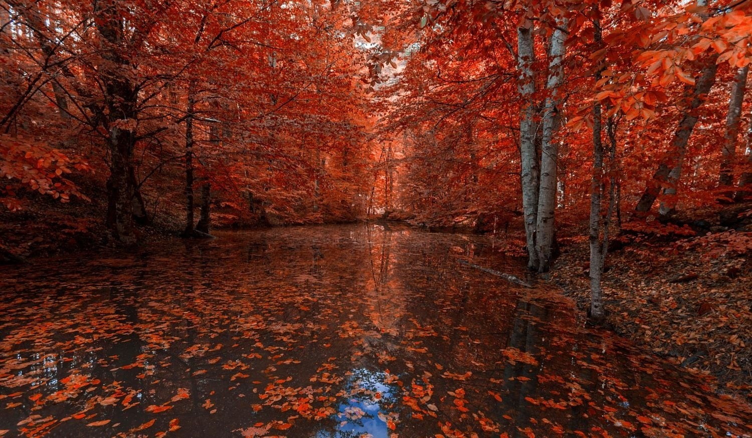 trees, autumn, red leaves, landscape, forest, fall, orange color, leafed, leaves, non-urban scene, water, autumn collection, photography, scenics - nature, HD Wallpaper