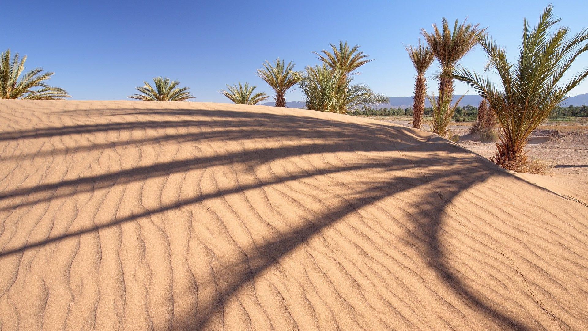 1920x1080, sahara, nature, palm, dune, trees, 1080P, desert, HD Wallpaper