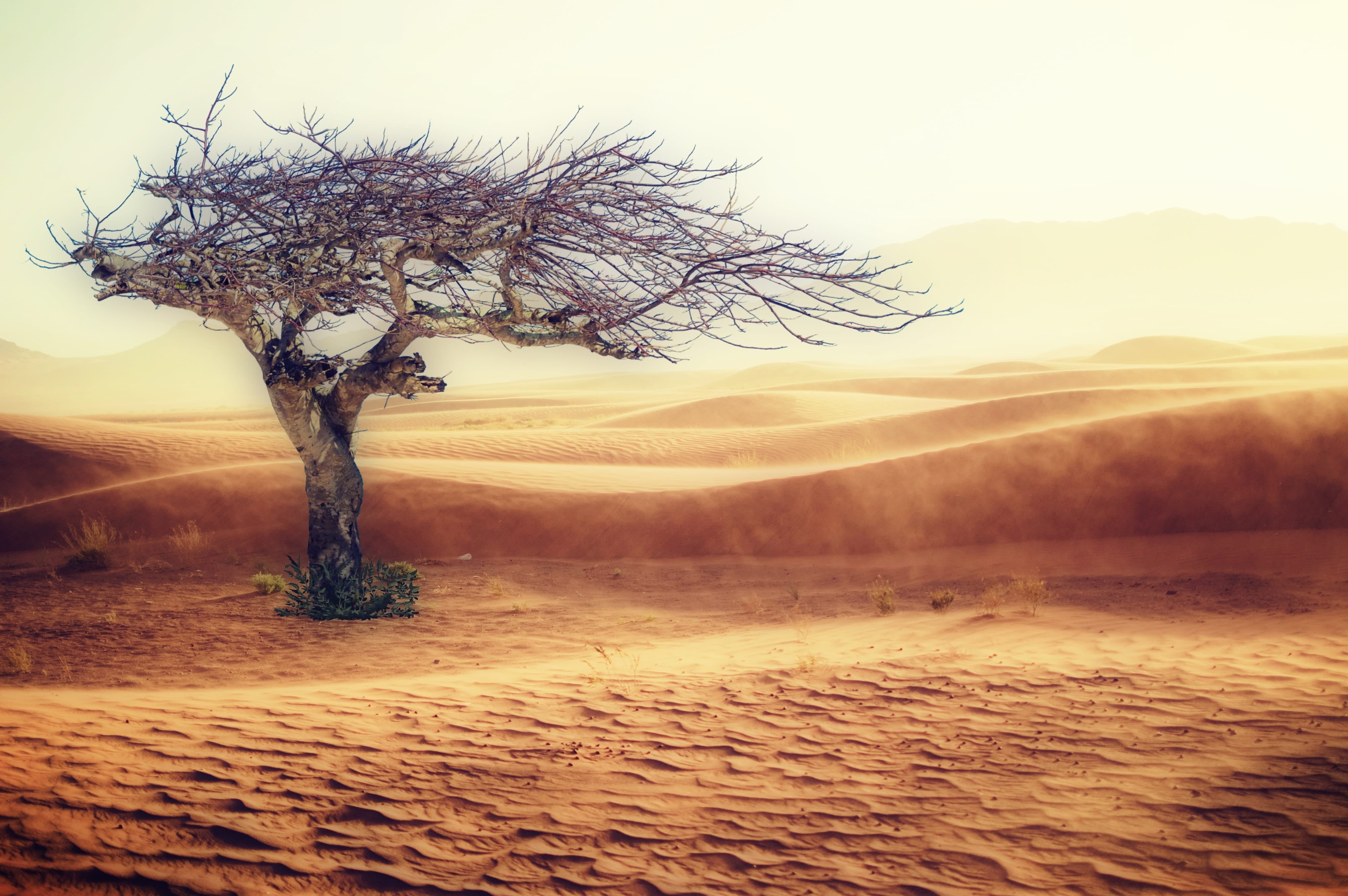 mountain, hot, dry, non-urban scene, scenics - nature, environment, tree trunk, sunset, tranquility, no people, nature, withers, tree, photo, tranquil scene, HD Wallpaper