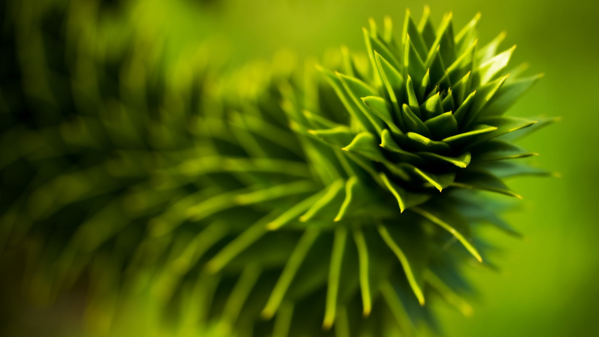 nature, photography, depth of field, macro, no people, needle - plant part, outdoors, close-up, leaf, plants, plant, focus, growth, plant part, pine tree, HD Wallpaper
