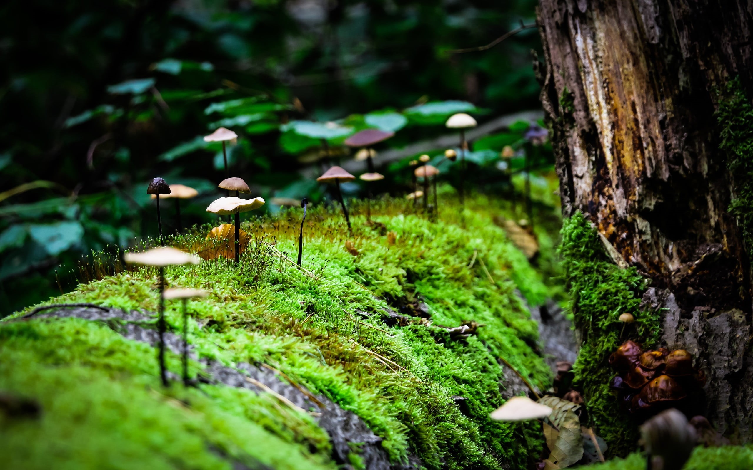 tree, nature, land, close-up, leafed, growth, day, plants, moss, 2K, selective focus, green, macro, trunk, plant, outdoors, tree trunk, forest, beauty in nature, HD Wallpaper